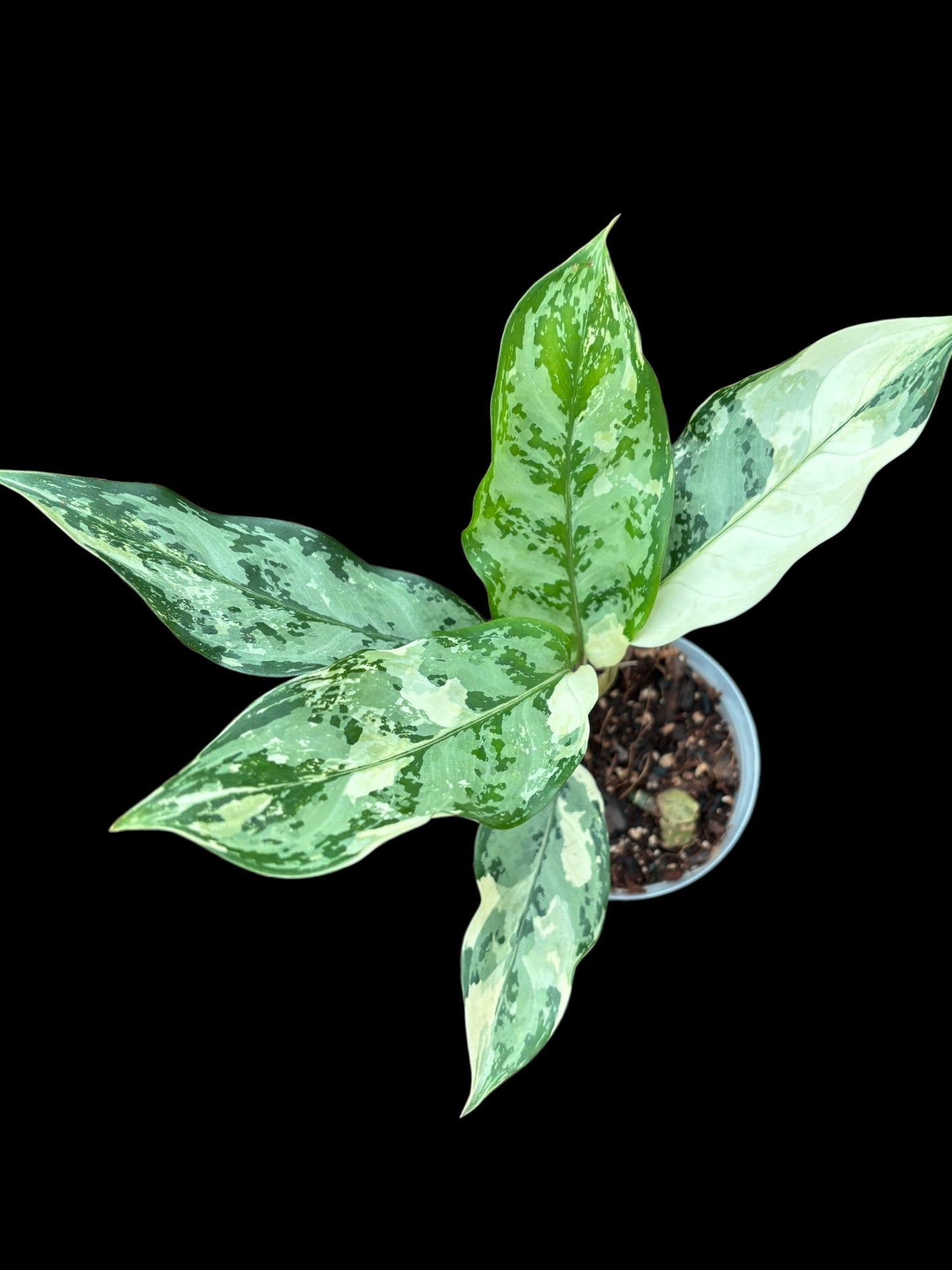 Aglaonema manillas pride