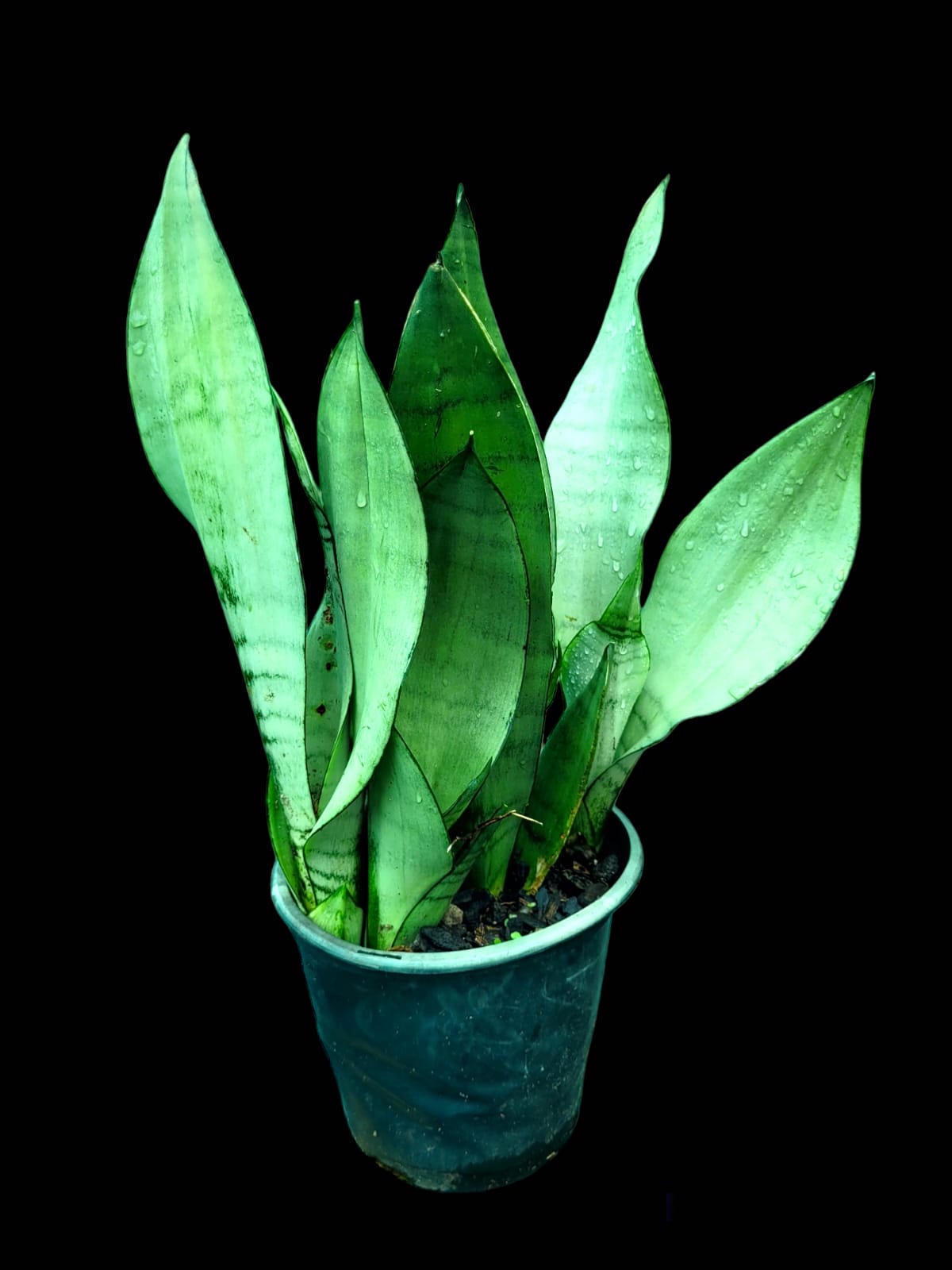 Sansevieria trifasciata 'Moonshine'