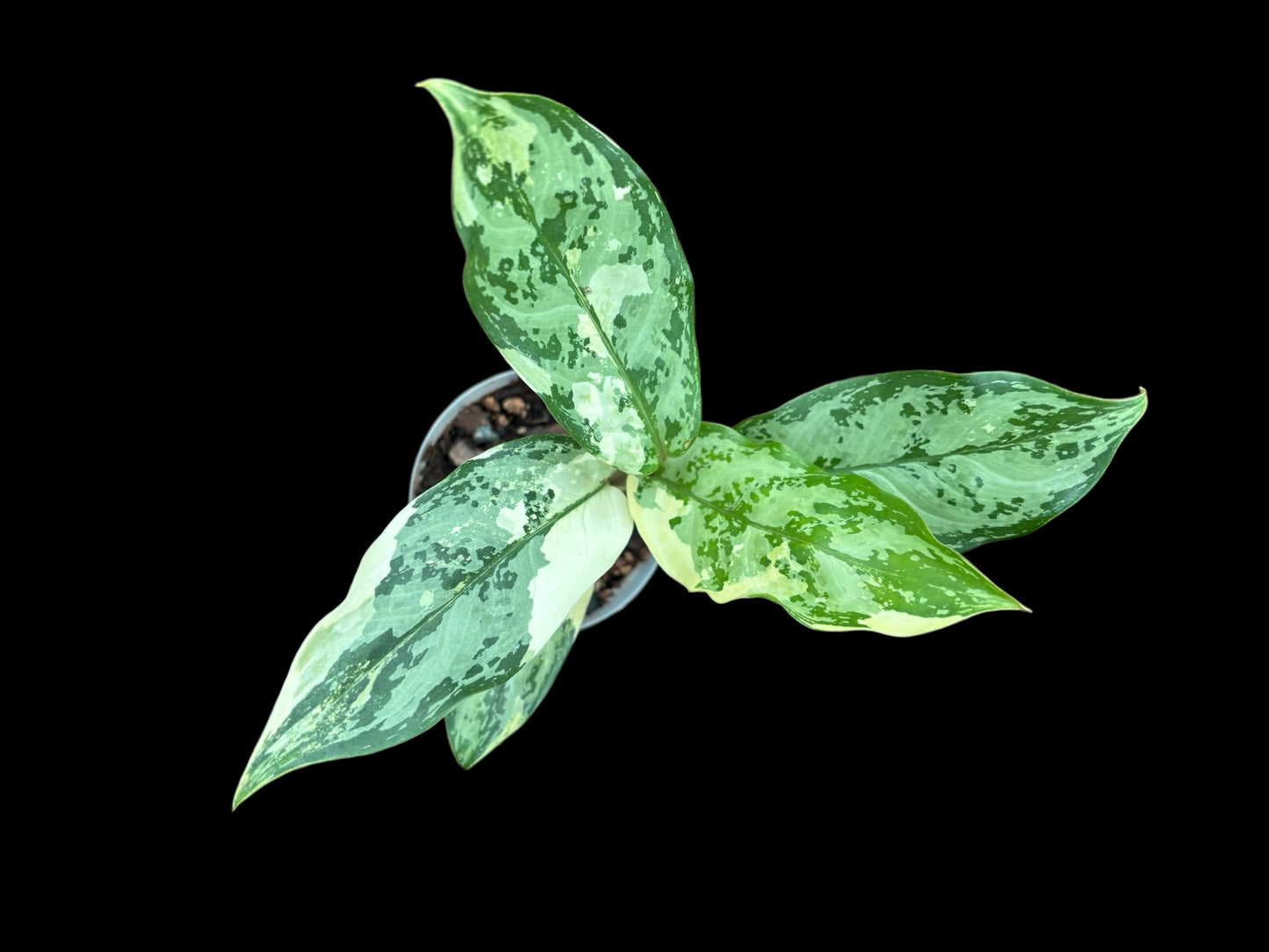 Aglaonema manillas pride