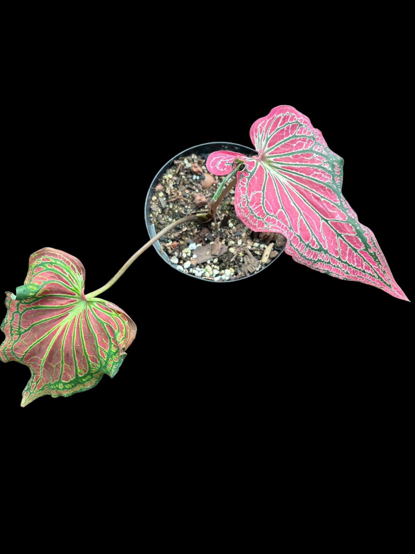 Caladium thai beauty