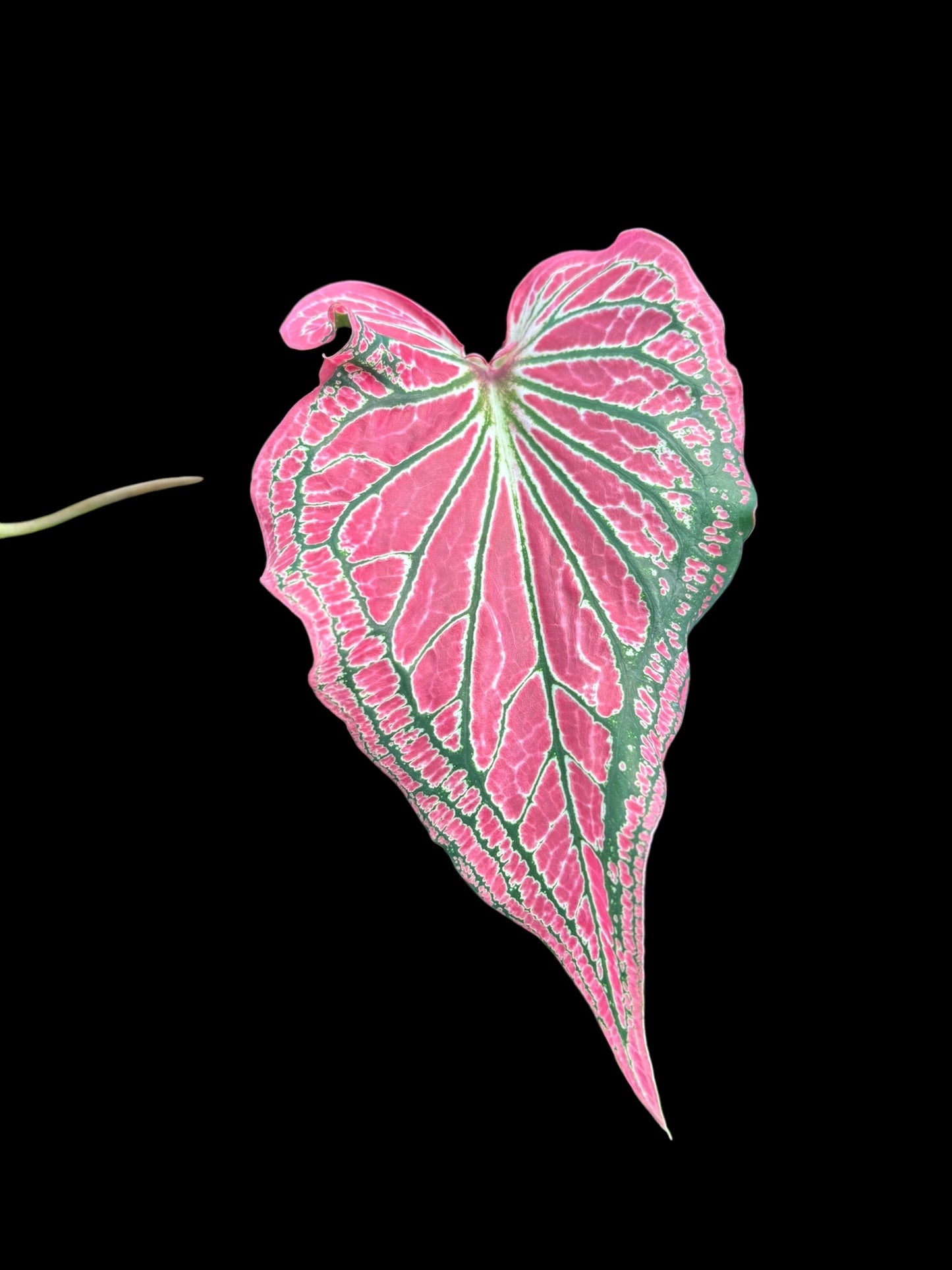 Caladium thai beauty