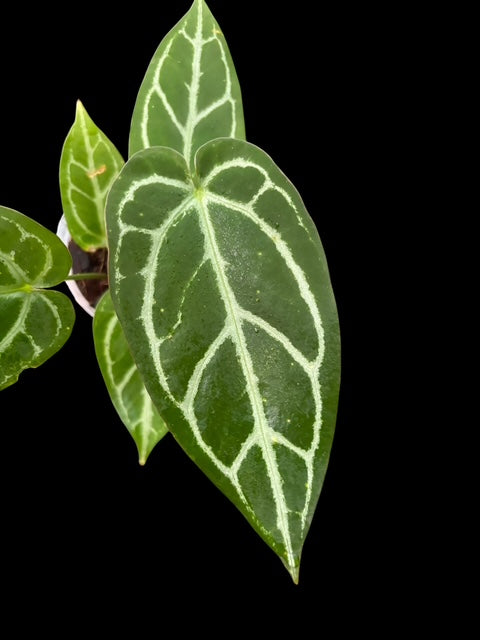 Anthurium silver blush hybrid x panglima