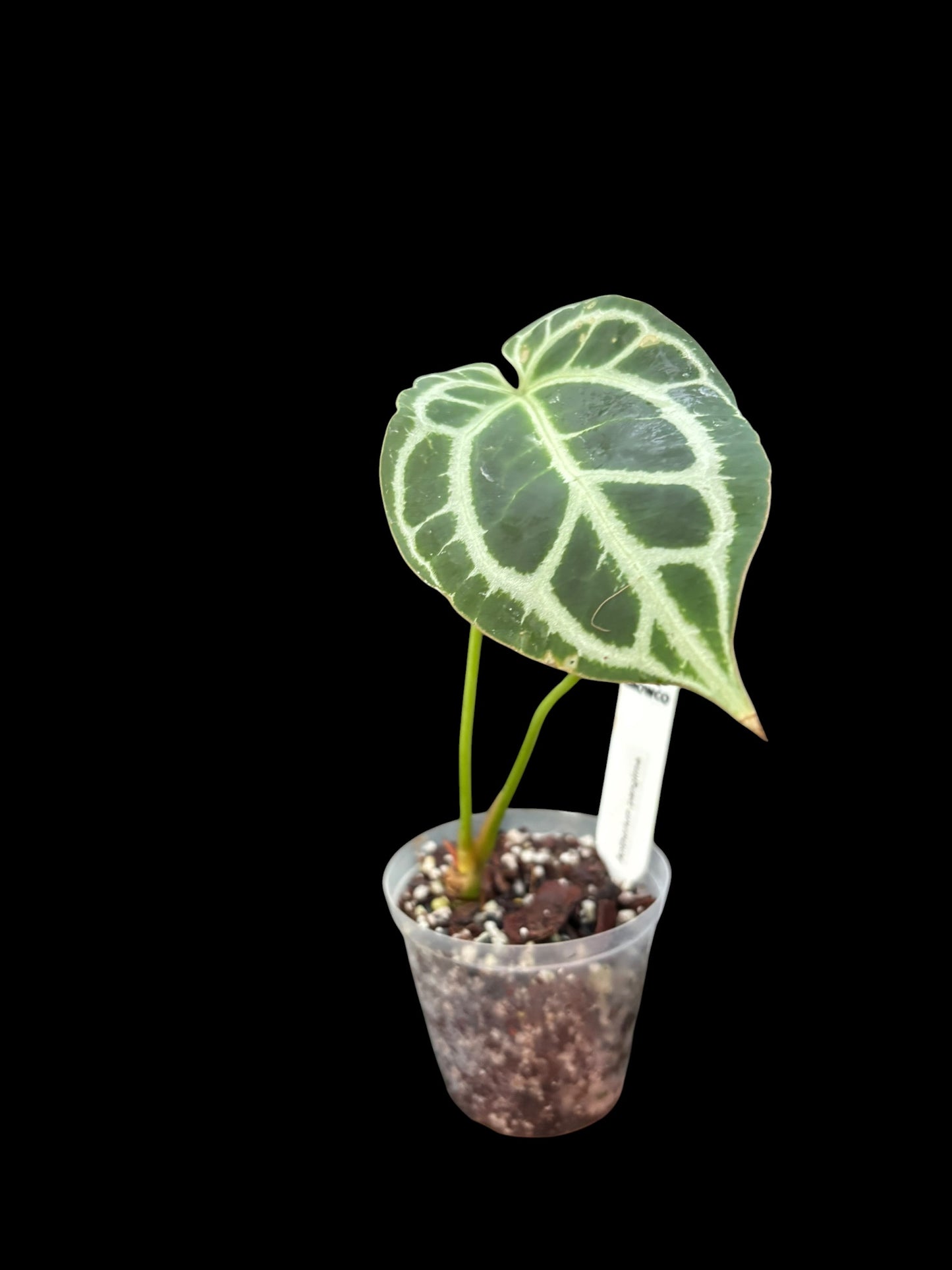Anthurium panglima