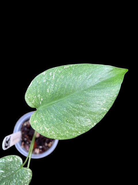 Monstera deliciosa 'mint'