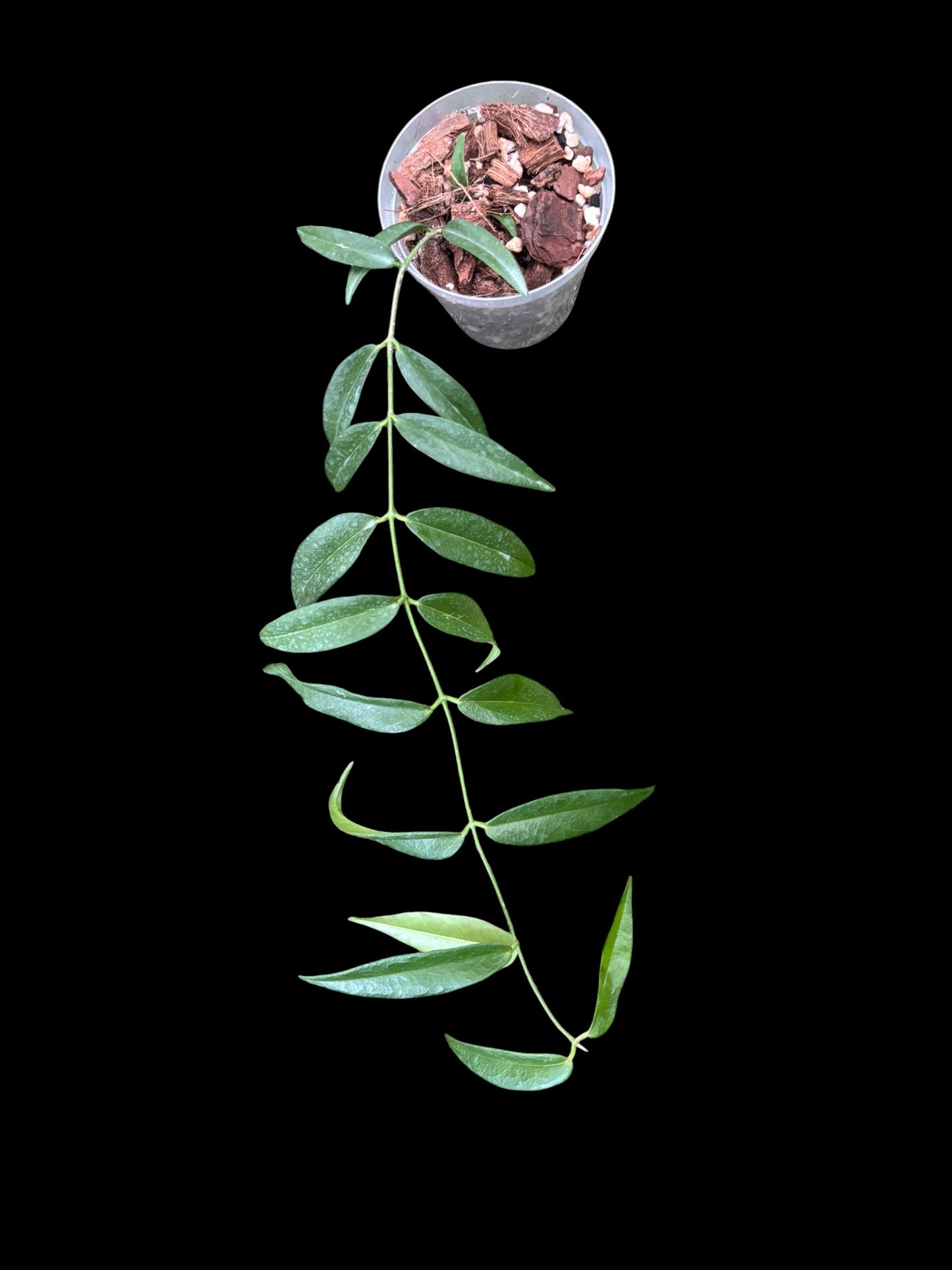 Hoya leucantha