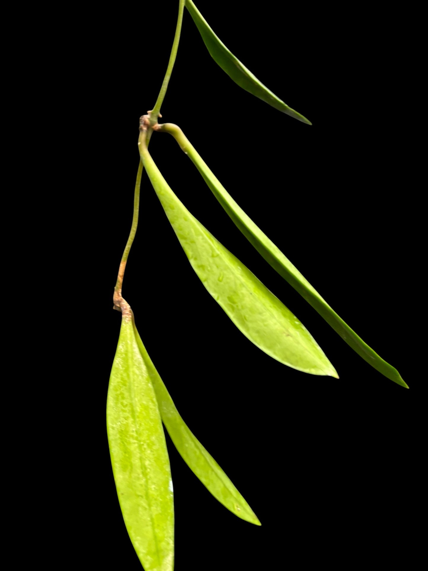 Hoya sulawesiana