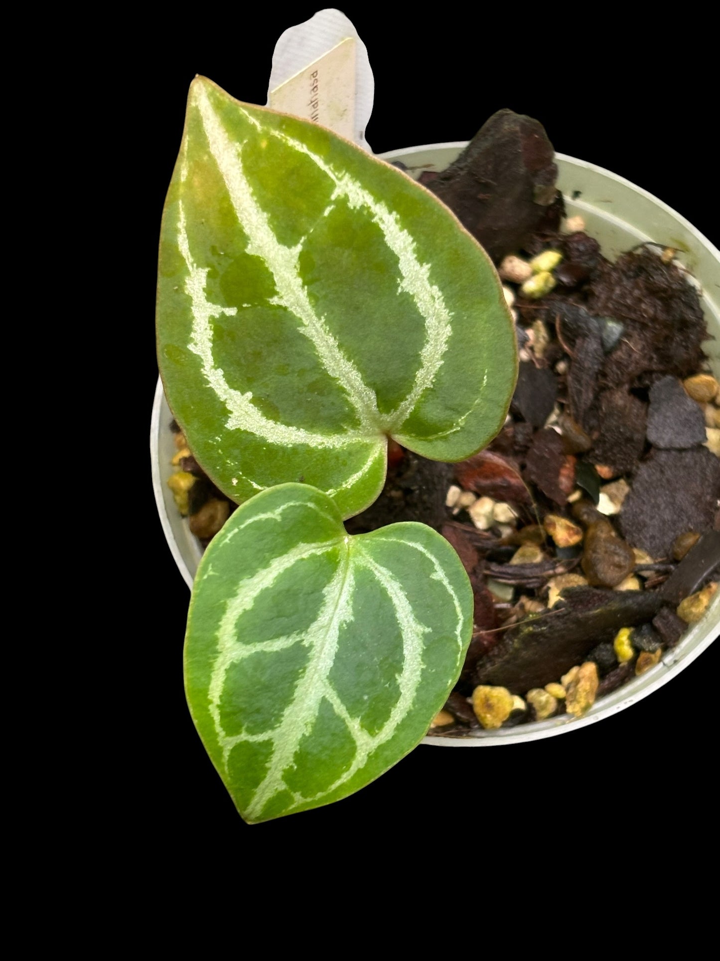 Anthurium minahasa