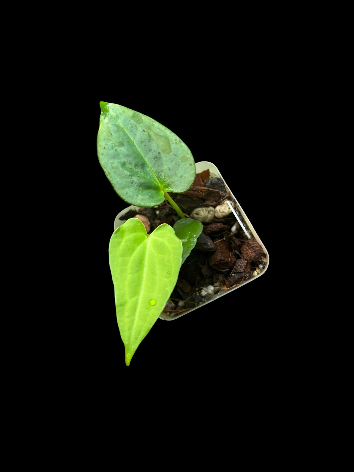 Anthurium papillilaminum x papillilaminum