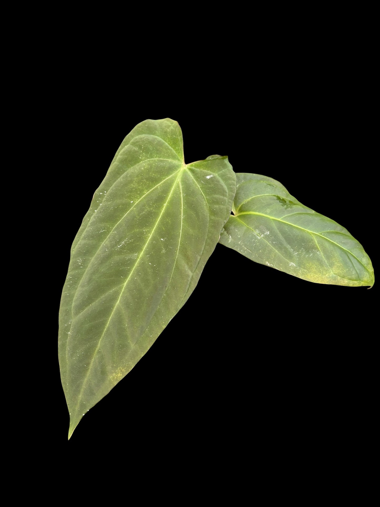 Anthurium corduroy x fort sherman