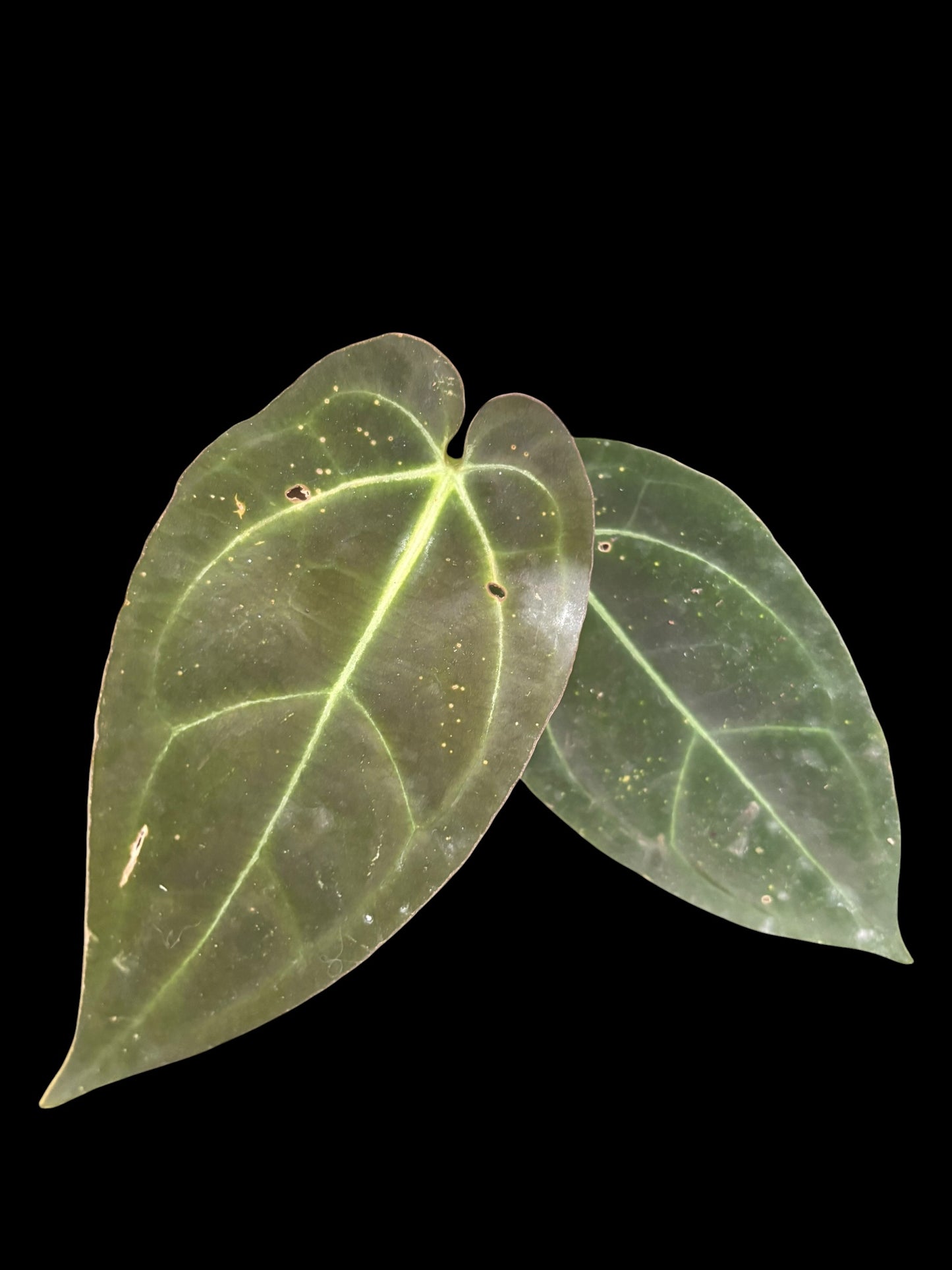 Anthurium goliath x panglima - Plant B