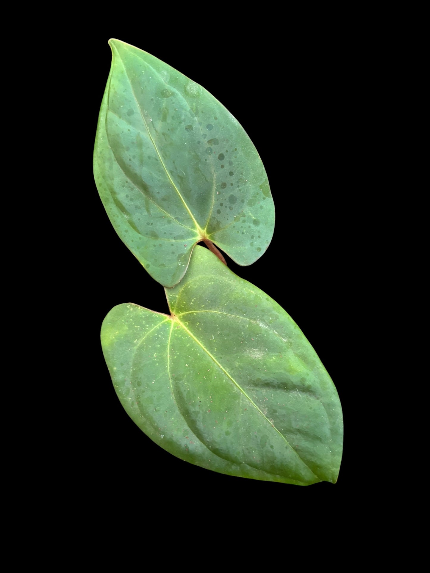 Anthurium BVIT (black velvet indo type)