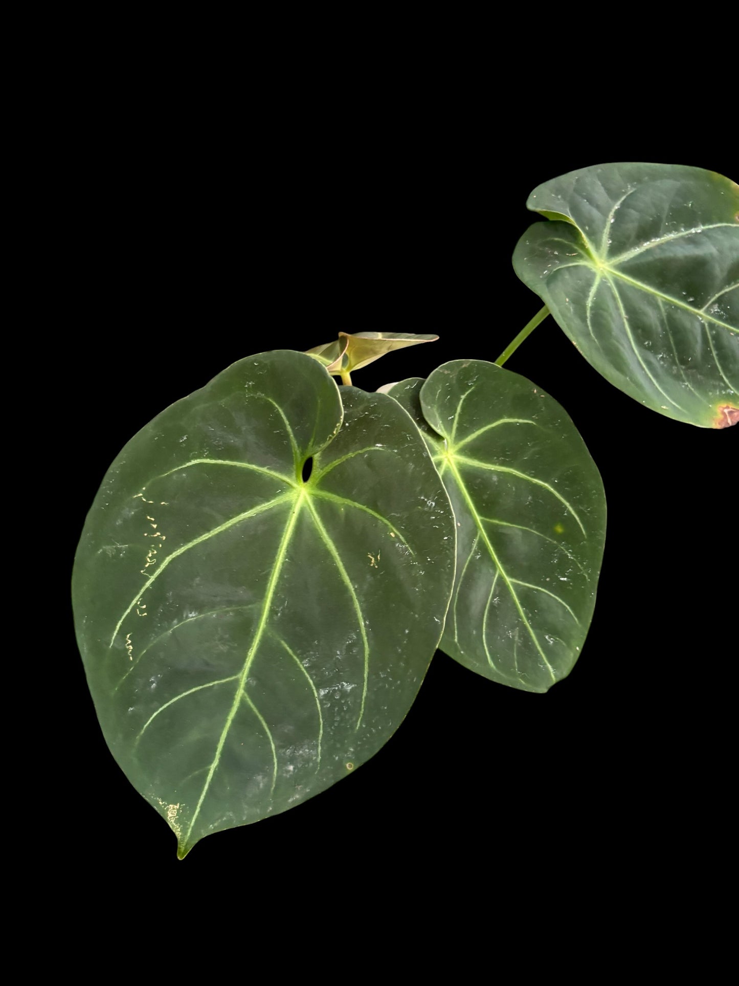 Anthurium indo dressleri