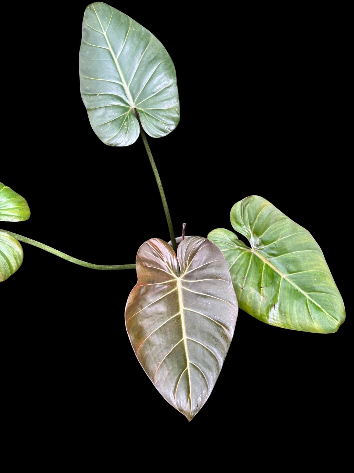 Philodendron summer glory