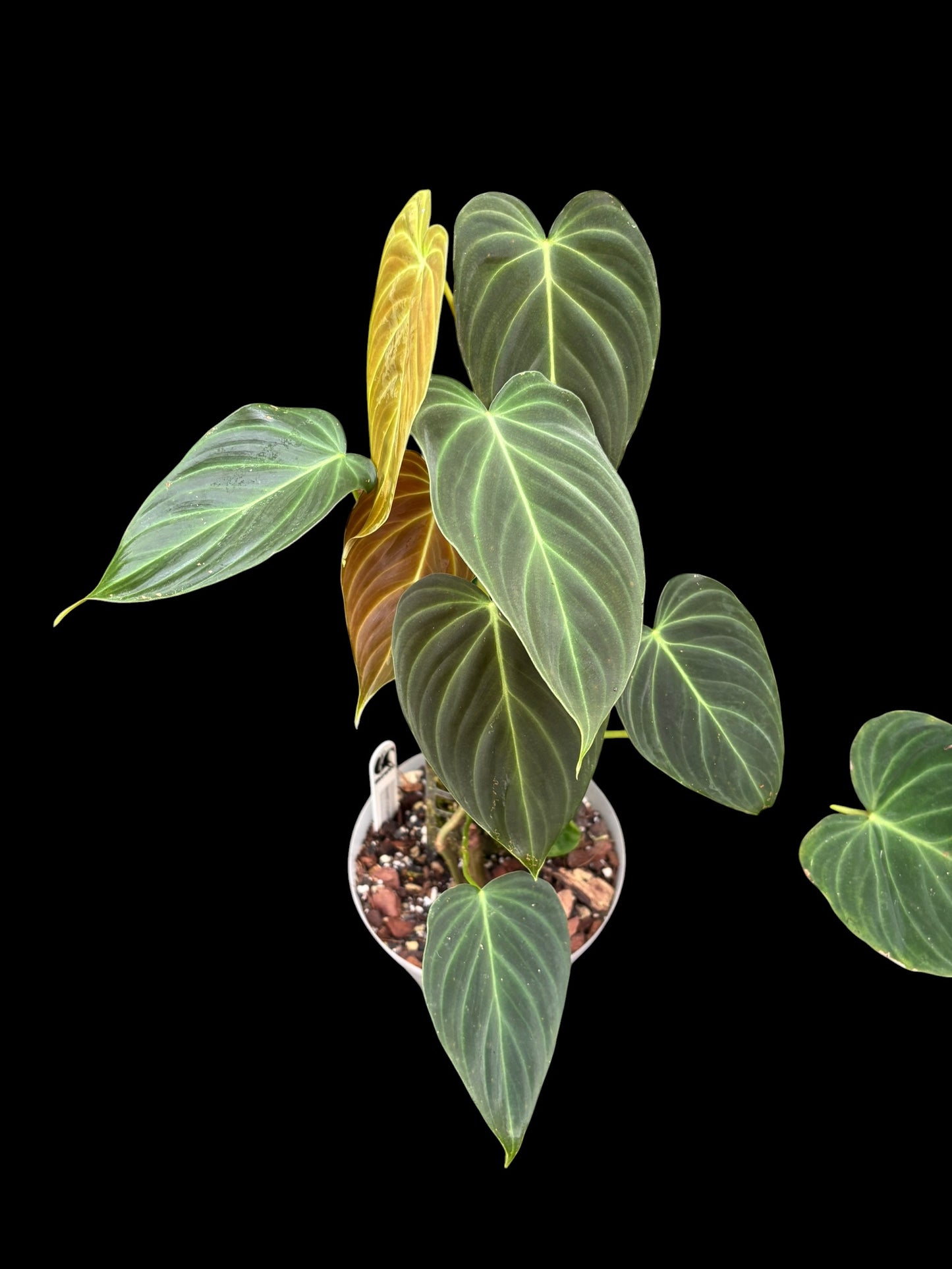 Philodendron splendid