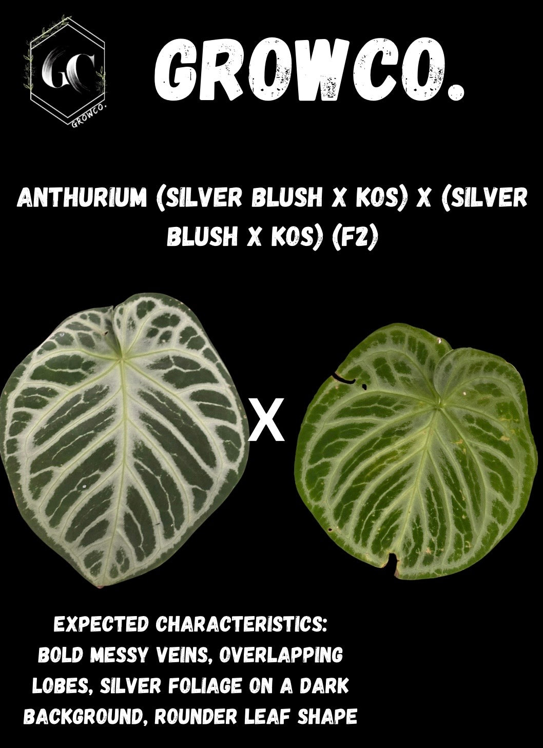GrowCo. Seedling - Anthurium Silver blush x KOS HU F2