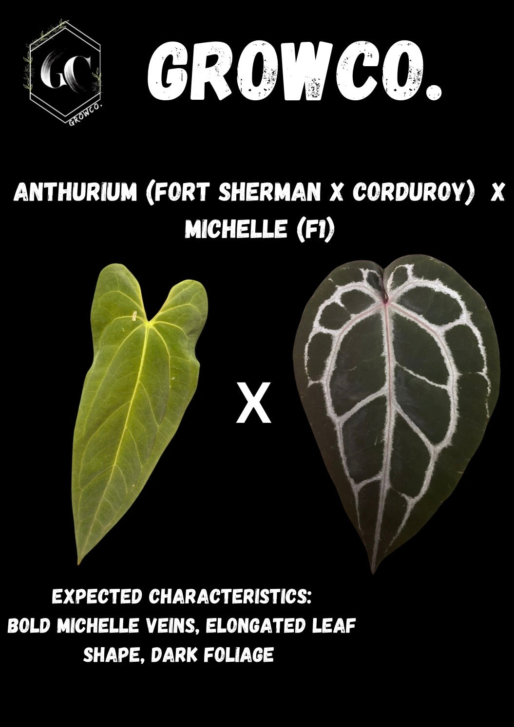 GrowCo. Seedlings - Anthurium (corduroy x fort sherman) X Michelle