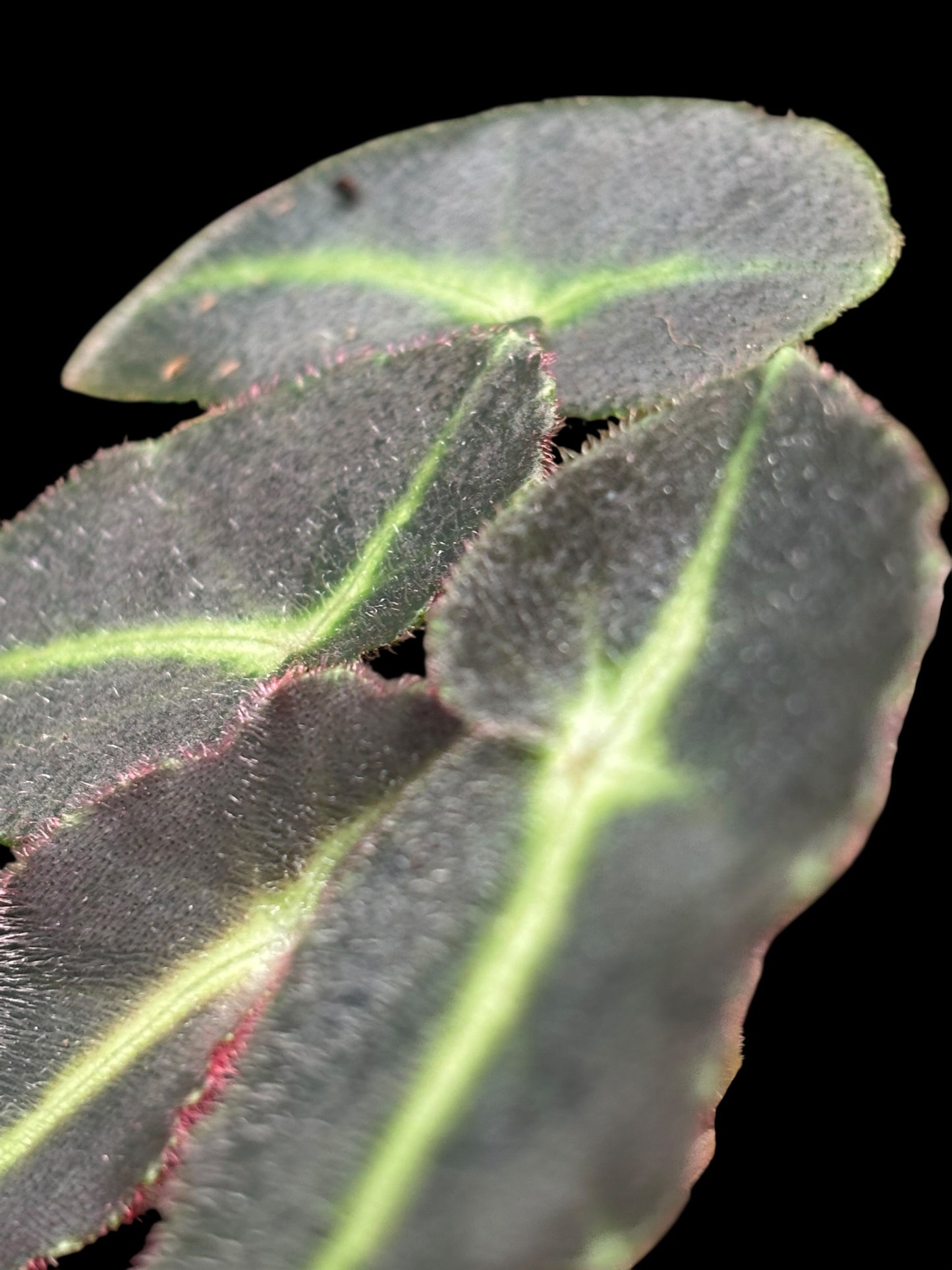 Begonia listada