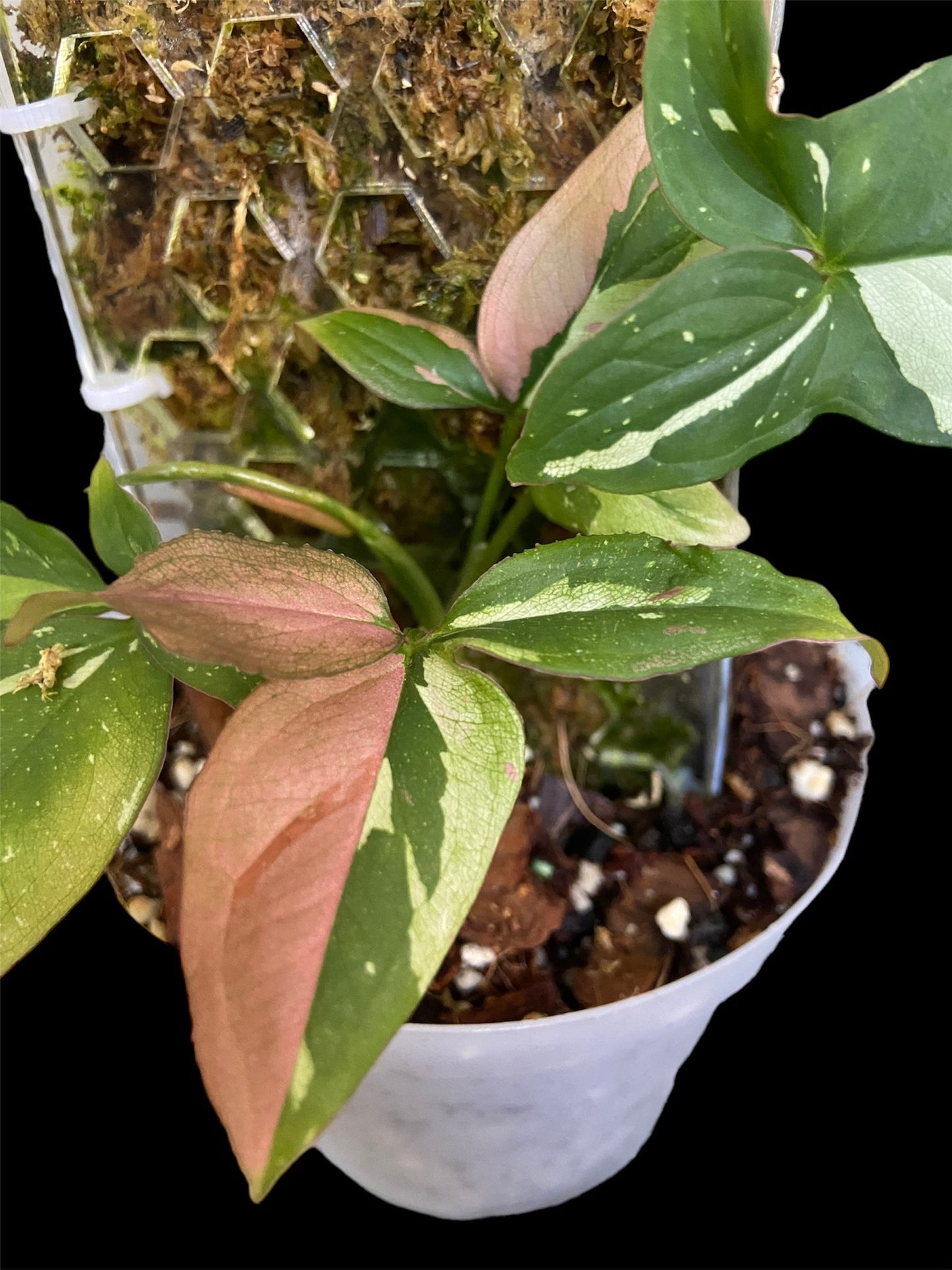 Syngonium red spot tri colour