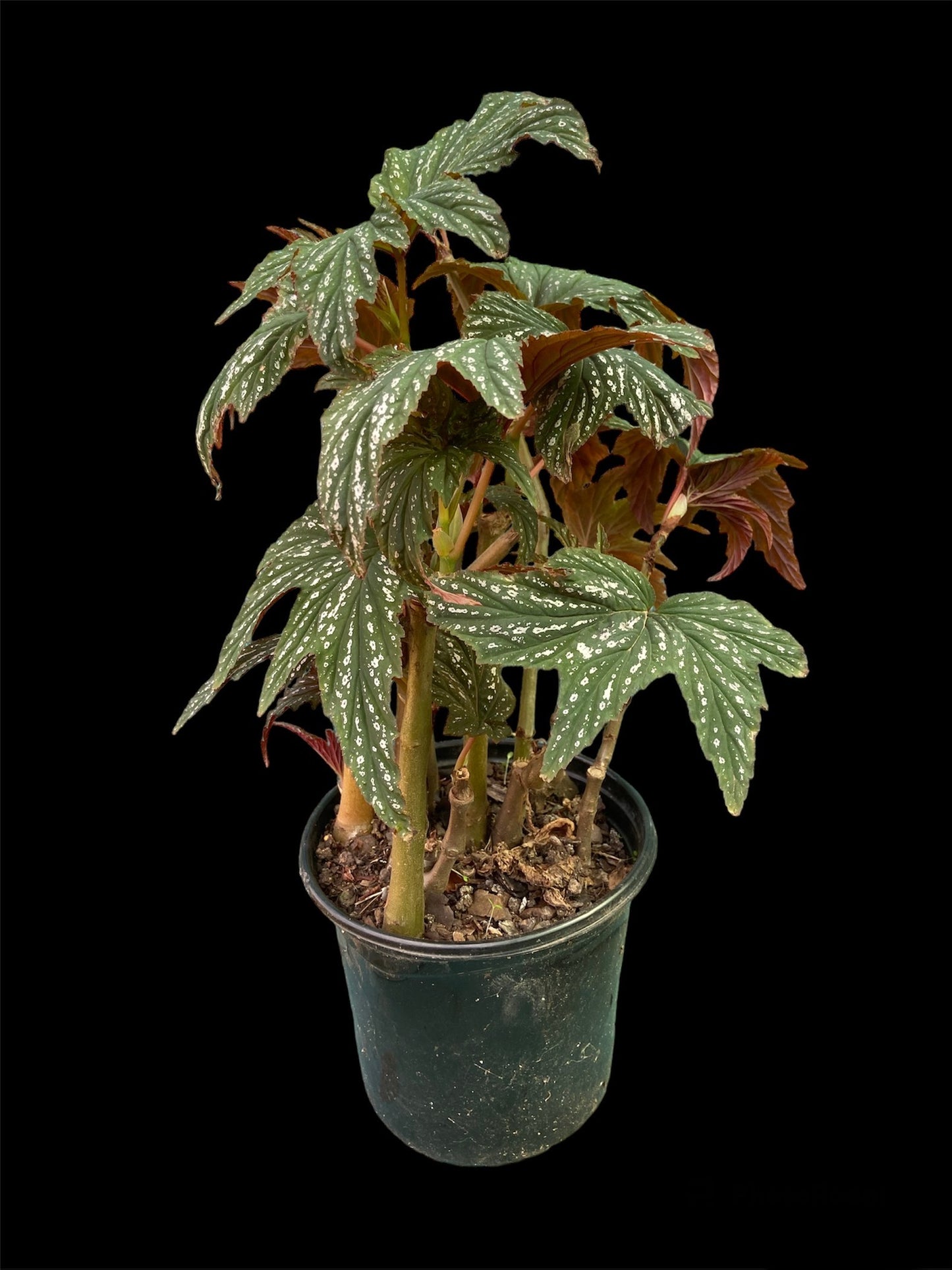 Begonia platanifolia