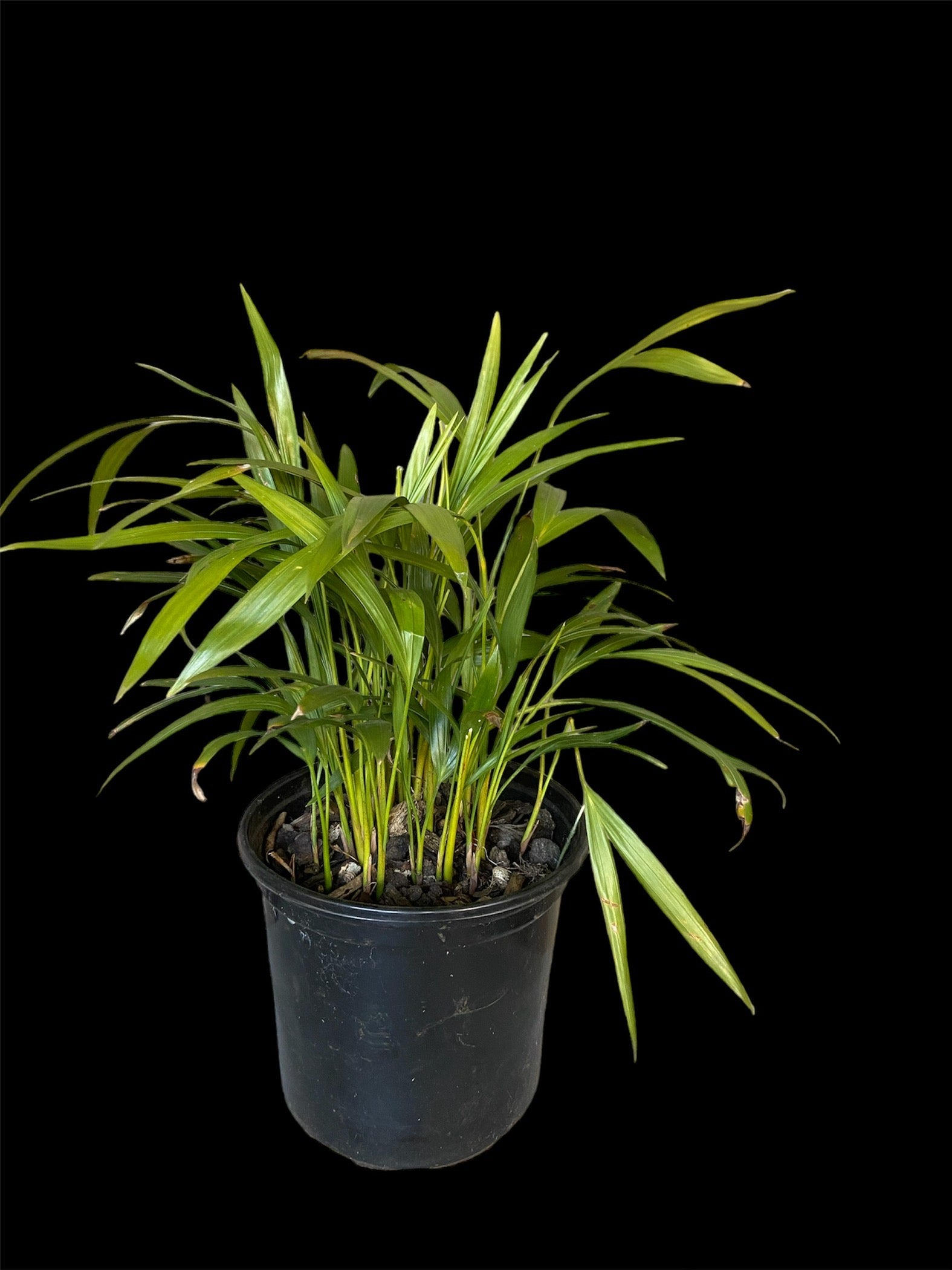 love palm plant Chamaedorea Elegans