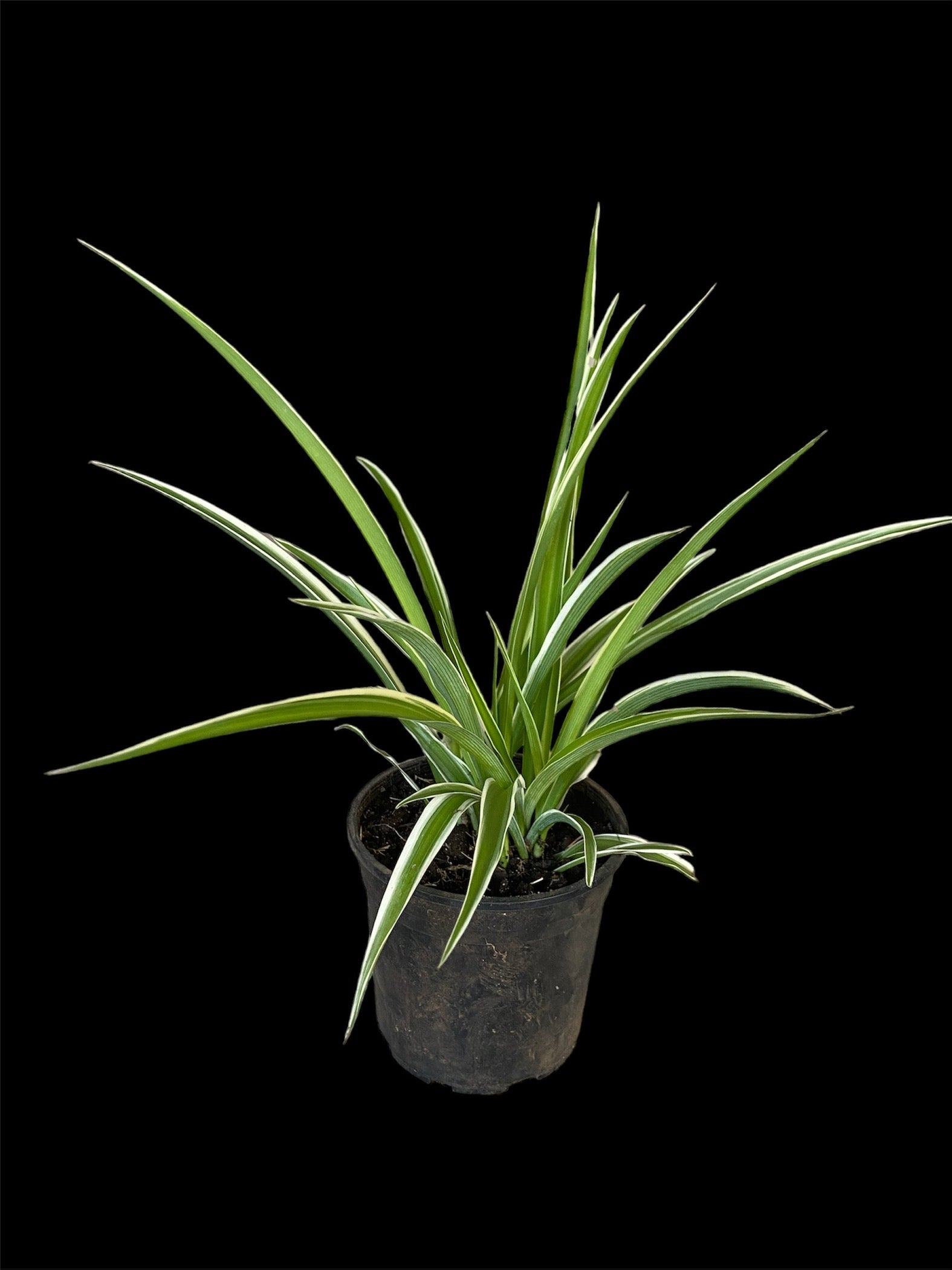 spider plant south africa Chlorophytum comosum