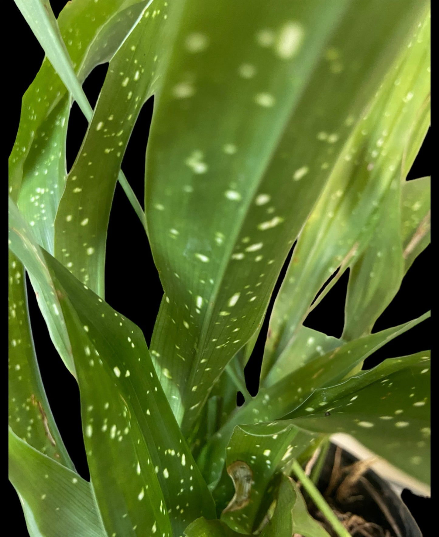 Aspidistra milky way