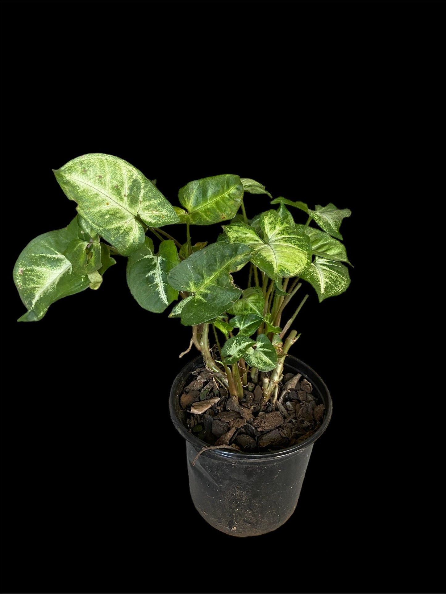 Syngonium white butterfly
