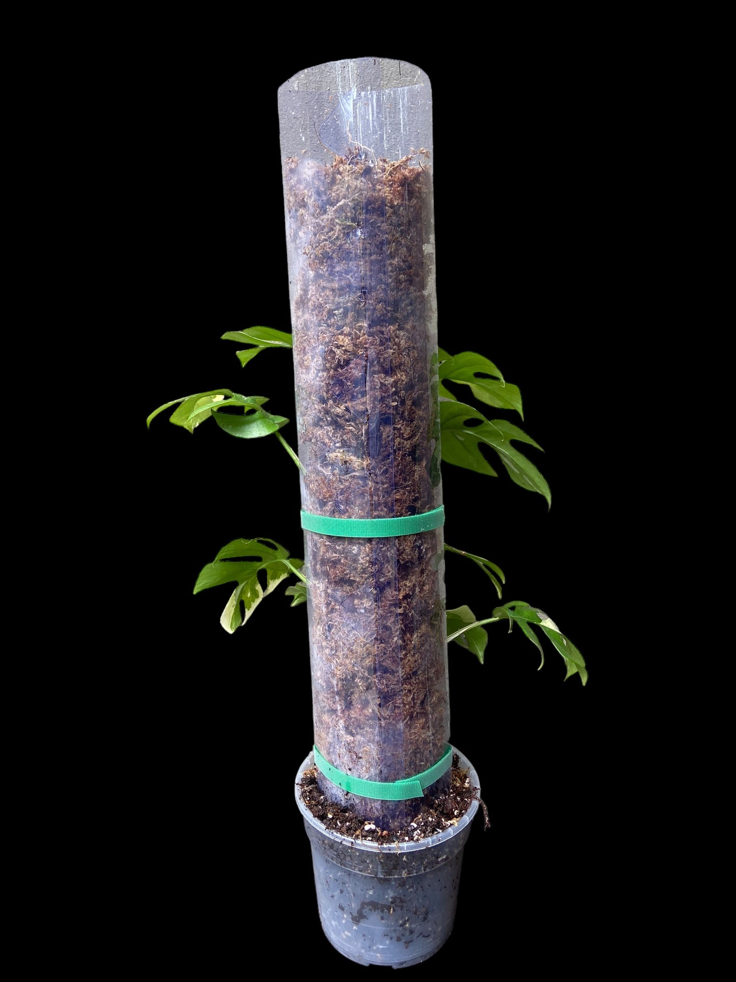 Transparent D-shape moss poles