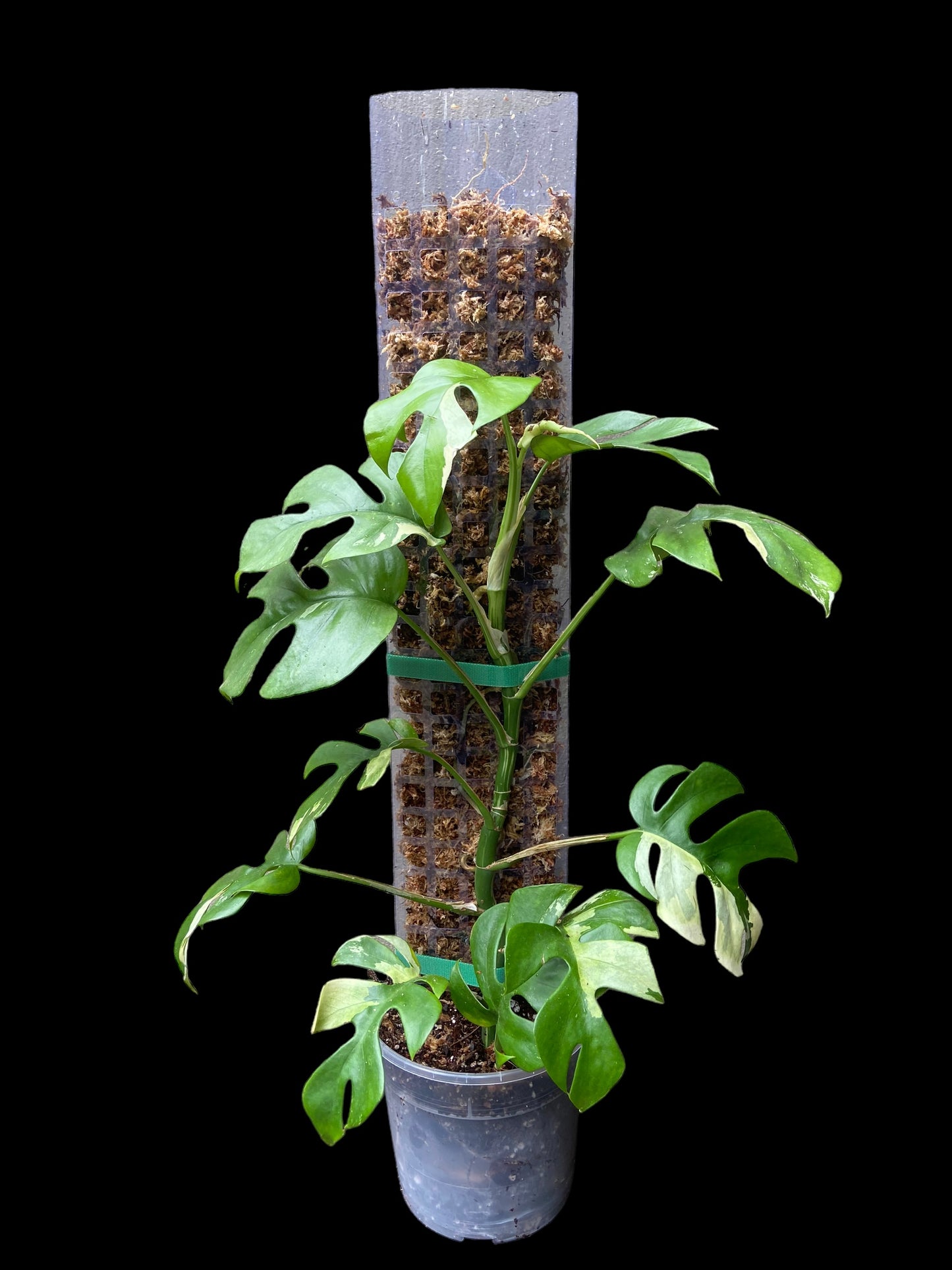 Transparent D-shape moss poles