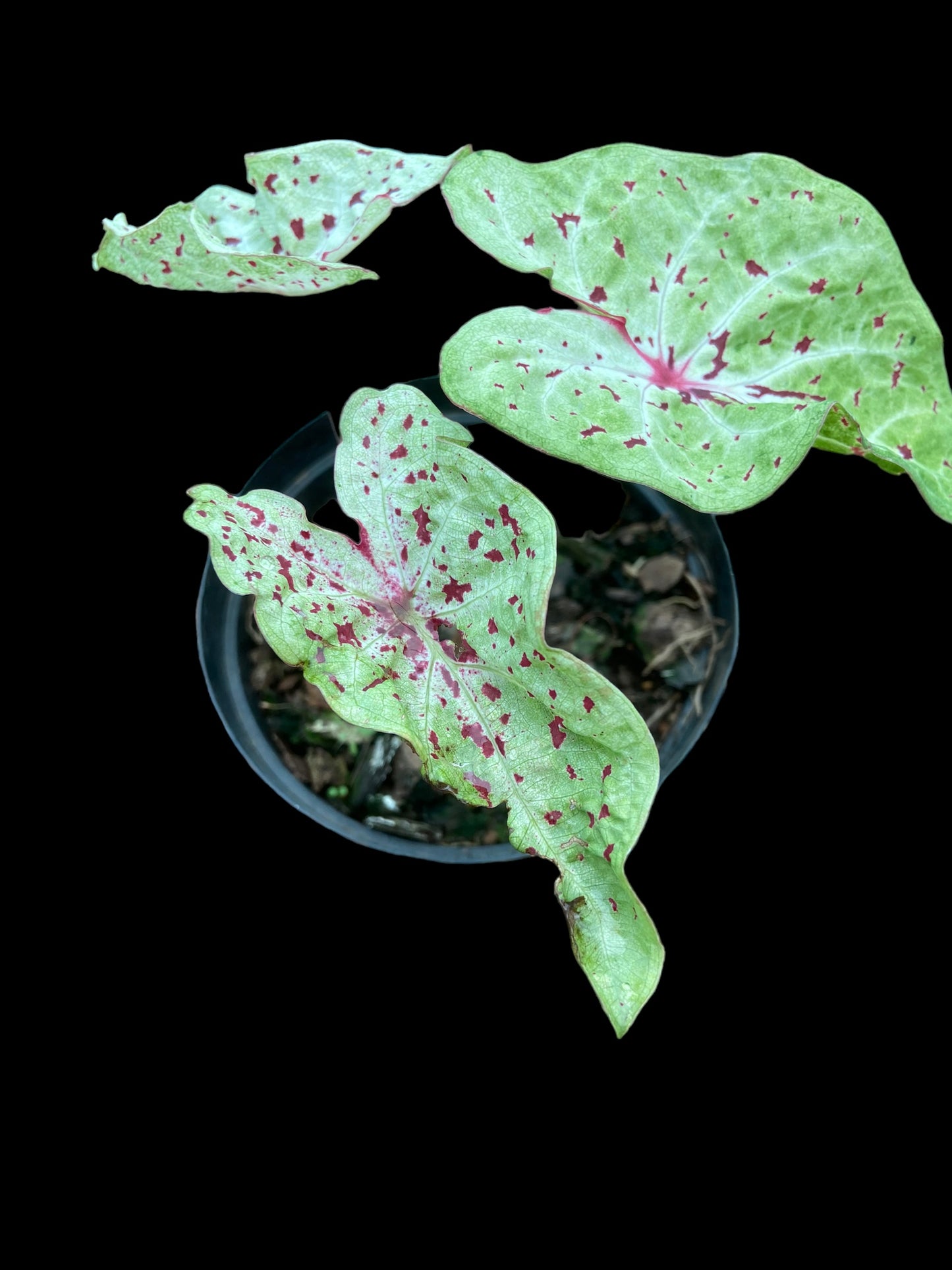 Caladium miss muffet