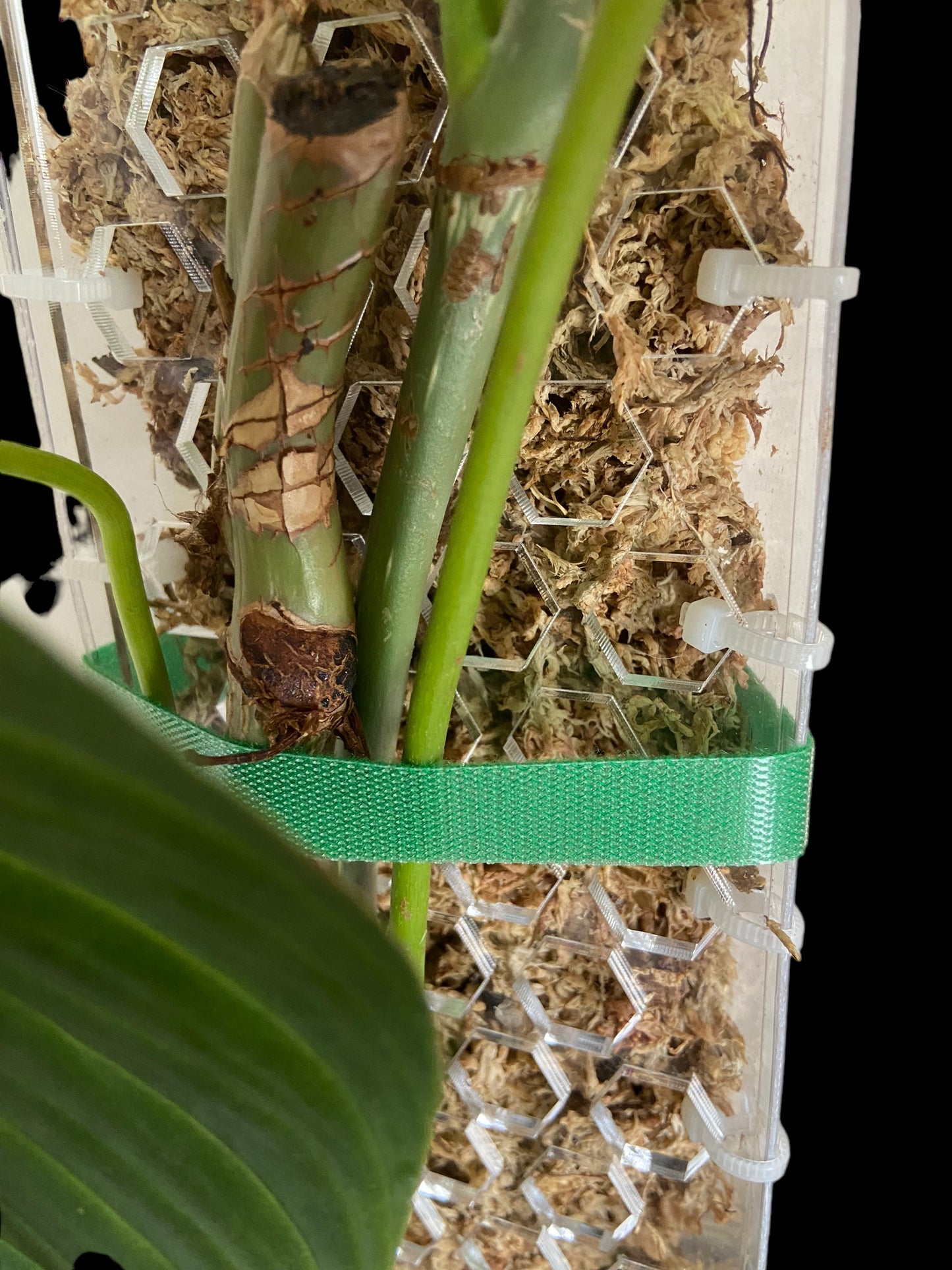 Velcro plant ties - 1m