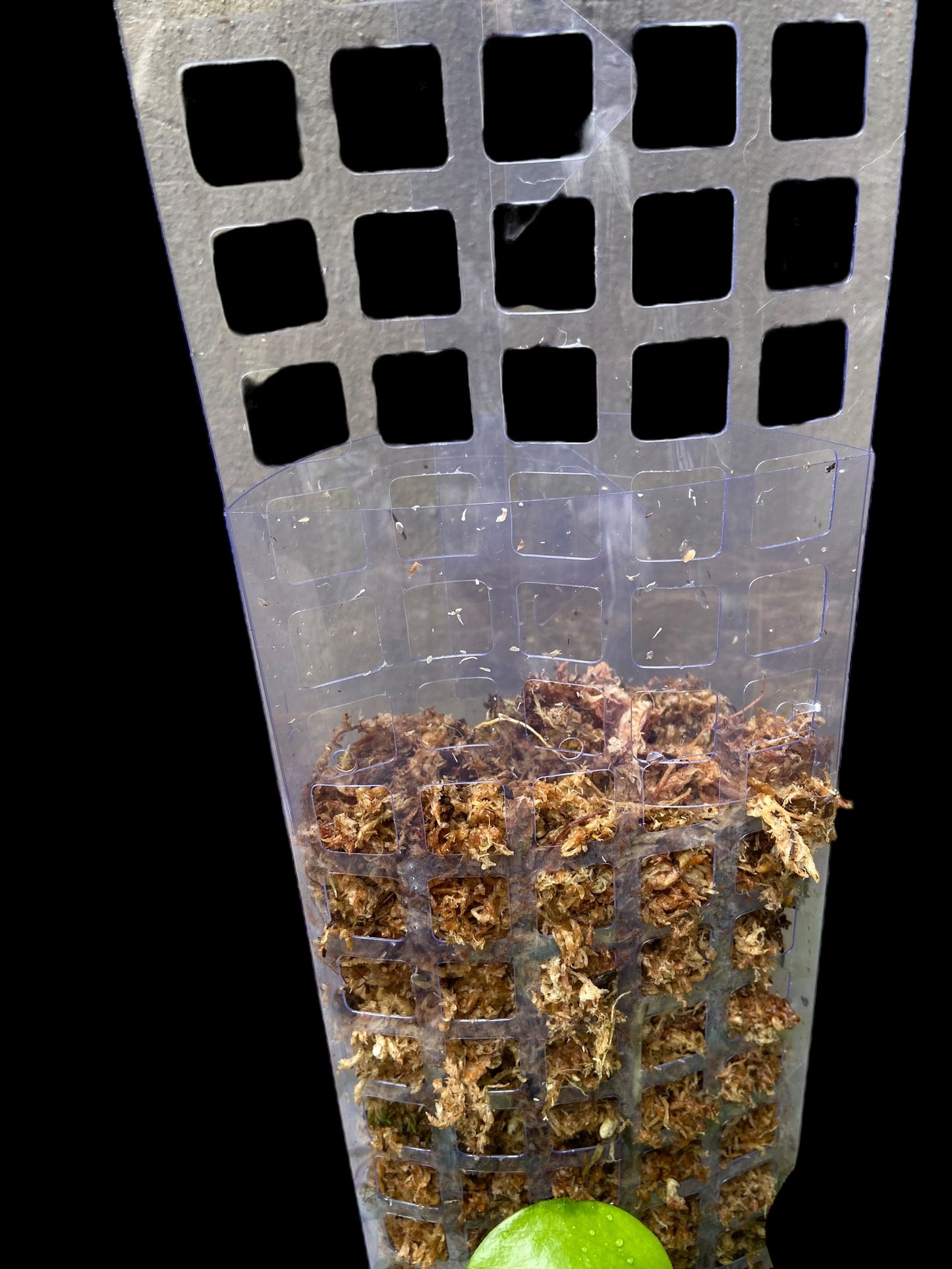Transparent D-shape moss poles