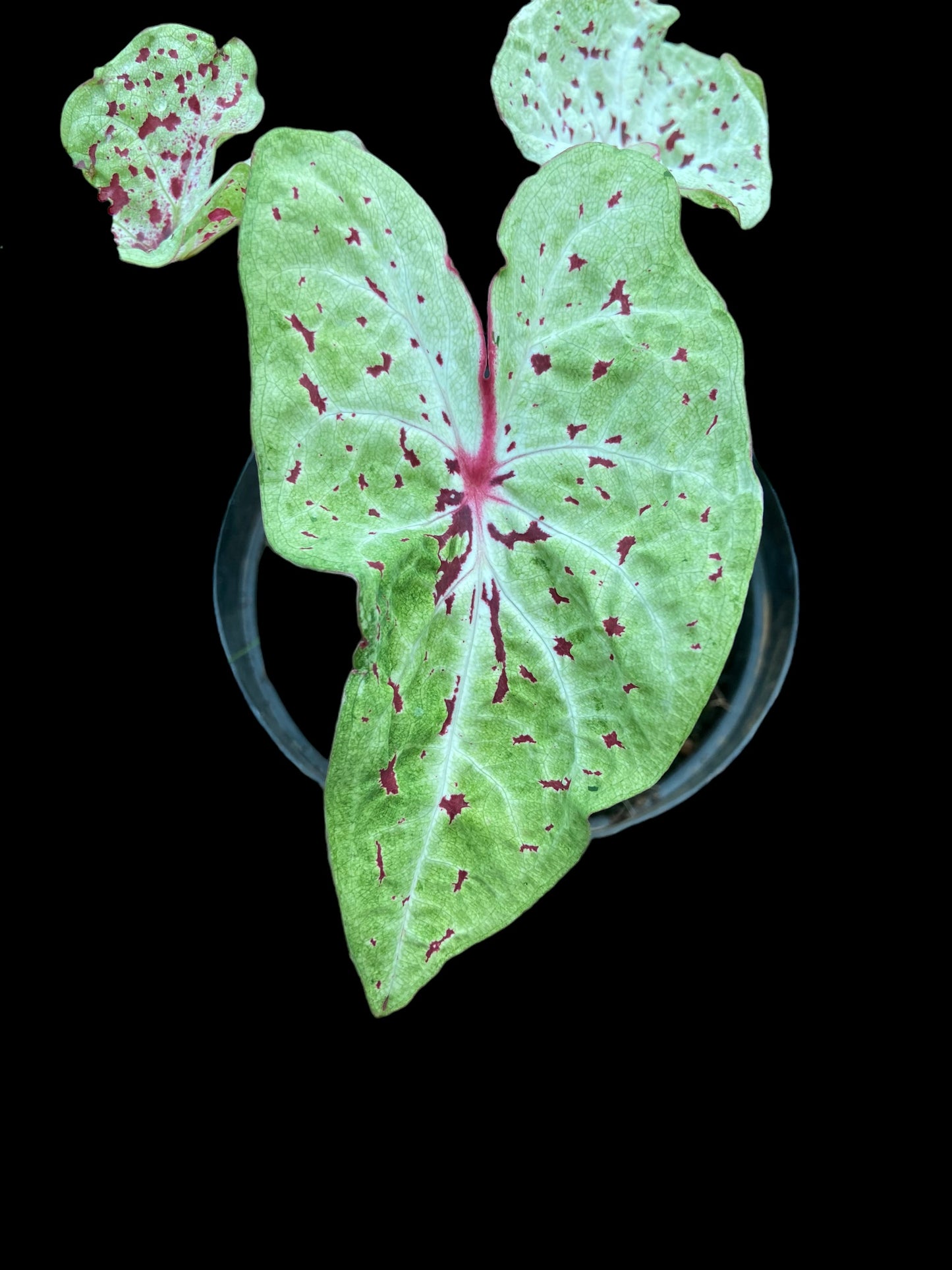 Caladium miss muffet