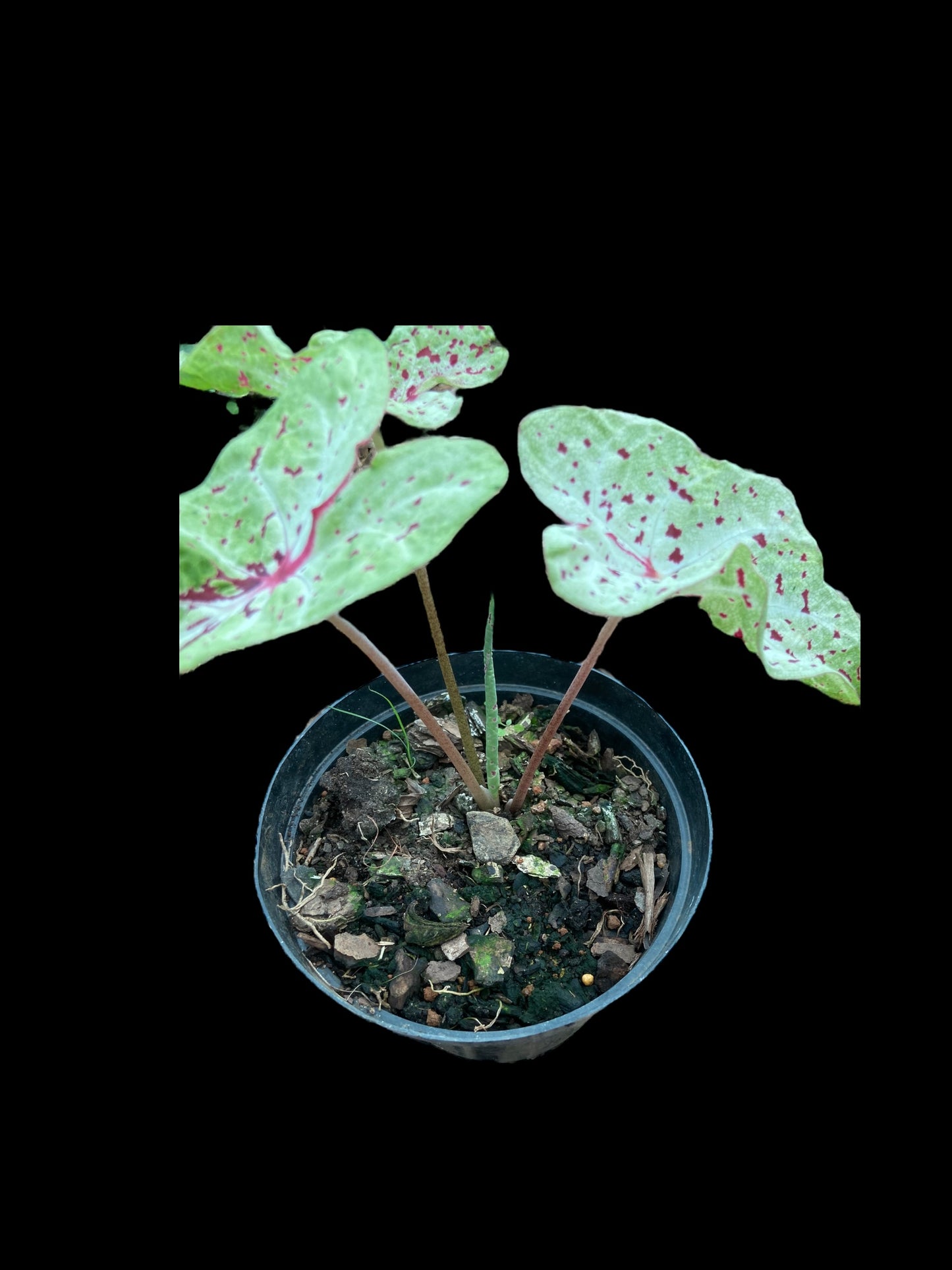 Caladium miss muffet