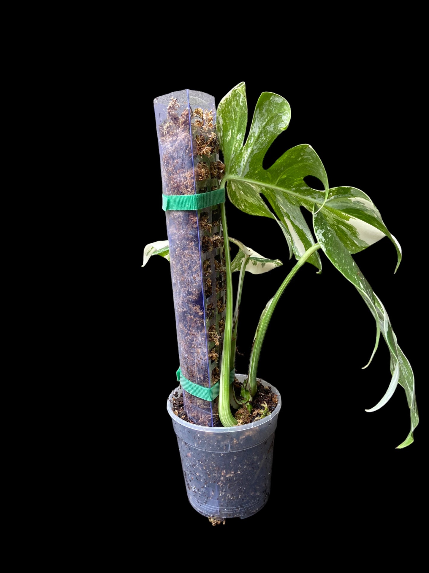 Transparent D-shape moss poles