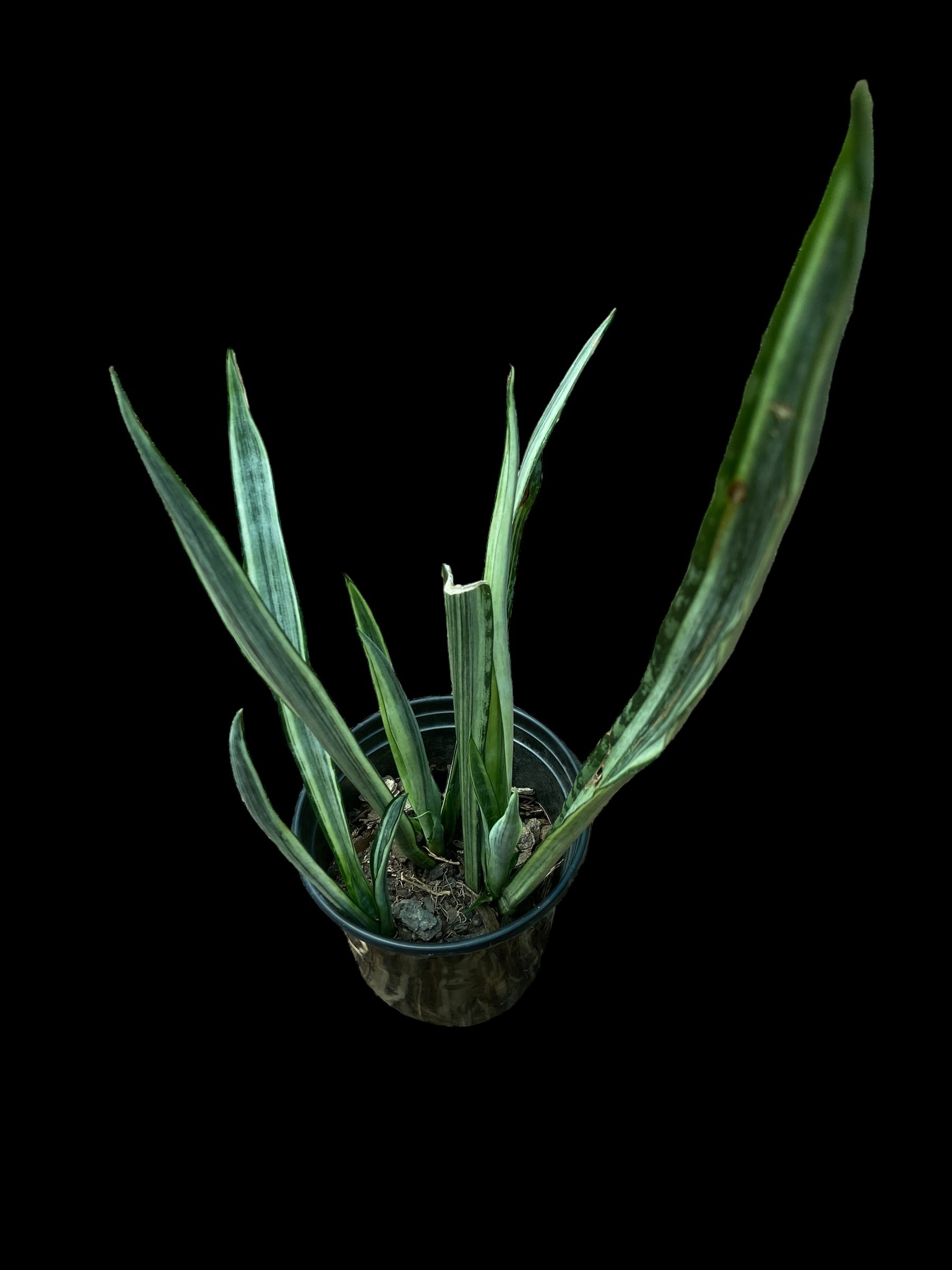 siam silver sansevieria Sansevieria siam silver – GrowCo Nursery