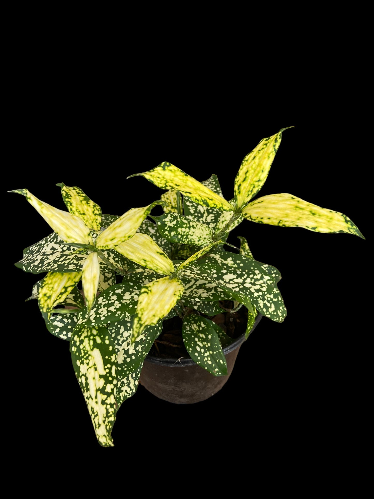 Dracaena gold dust
