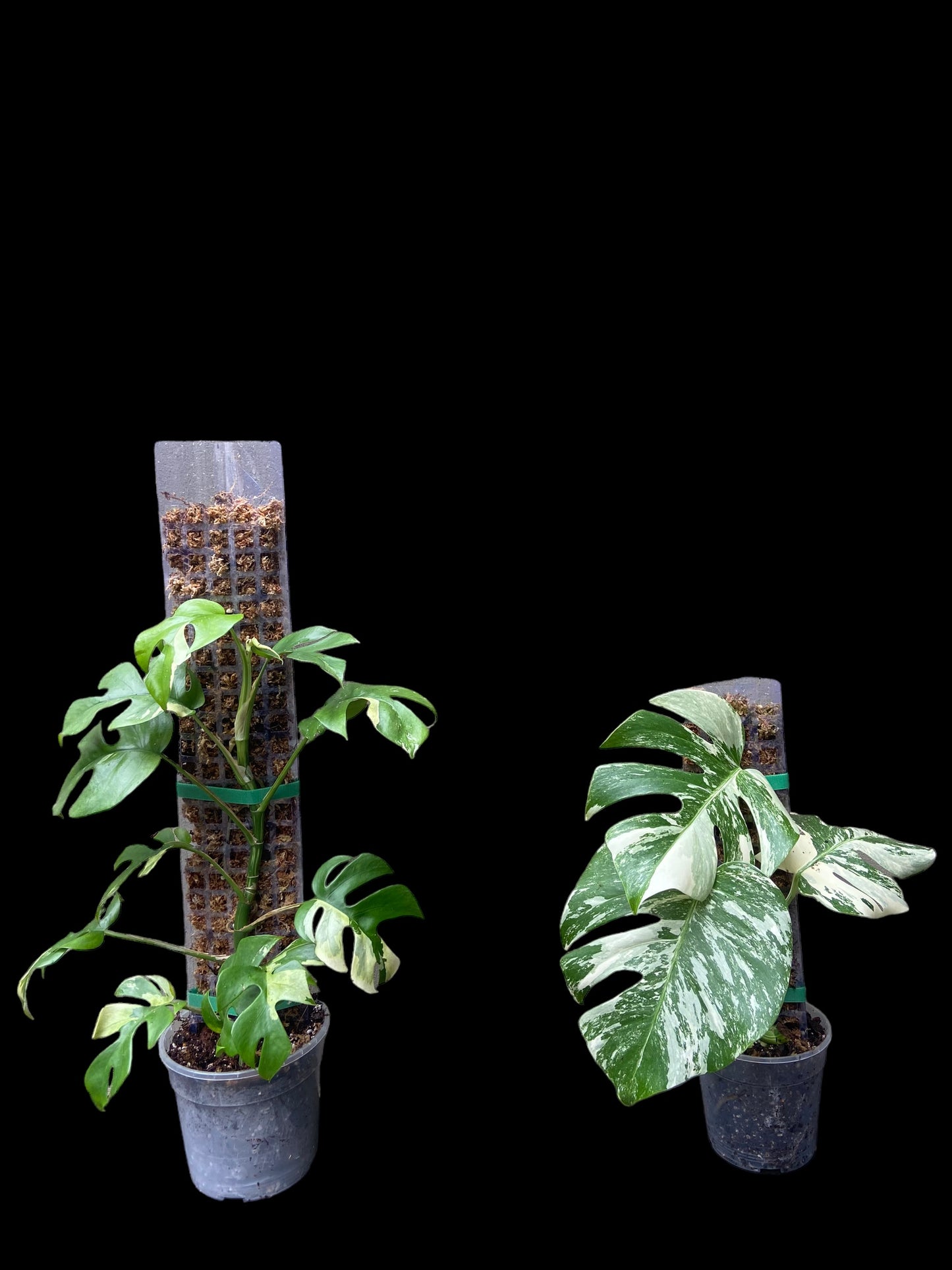 Transparent D-shape moss poles