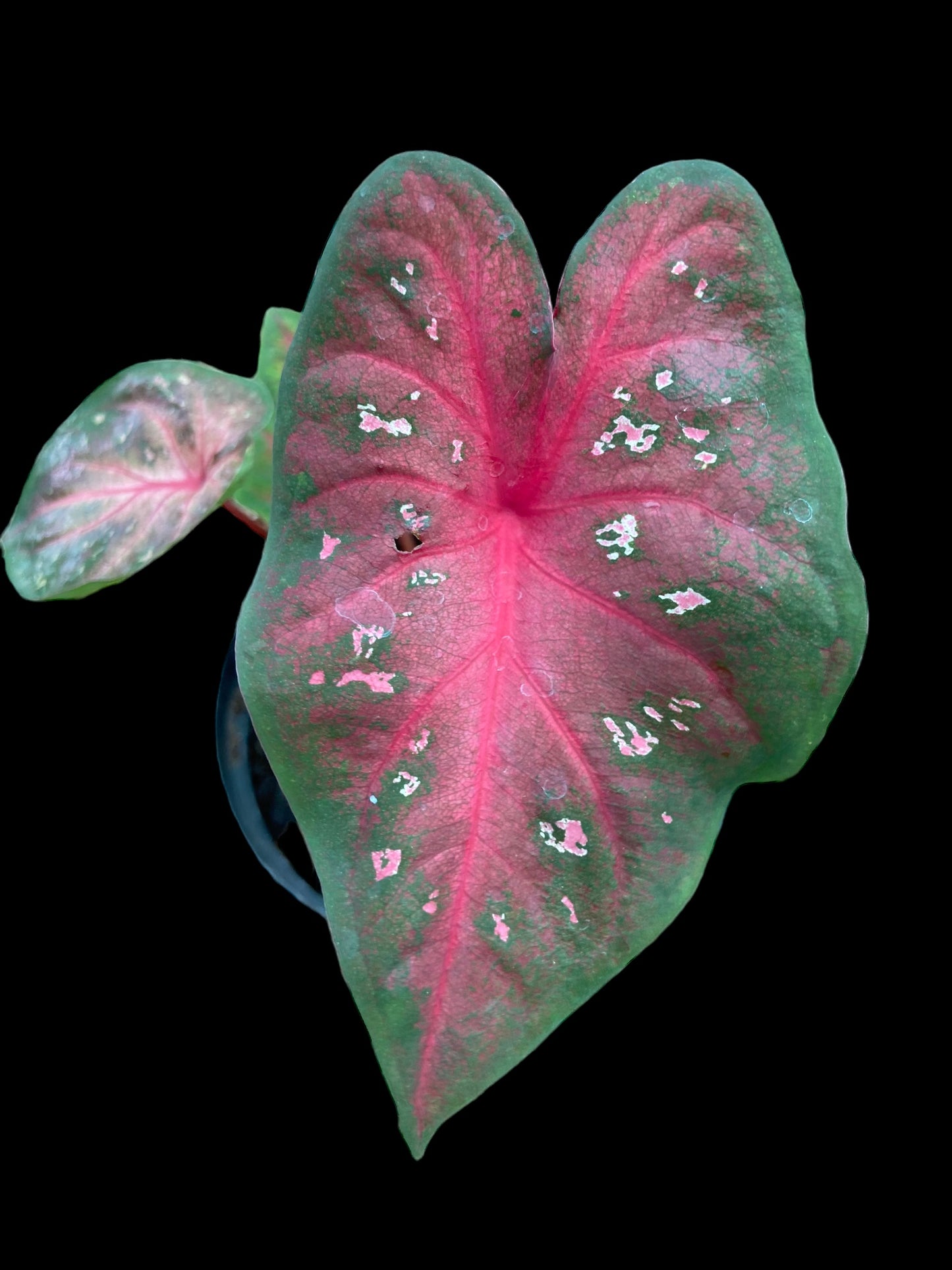 Caladium red flash