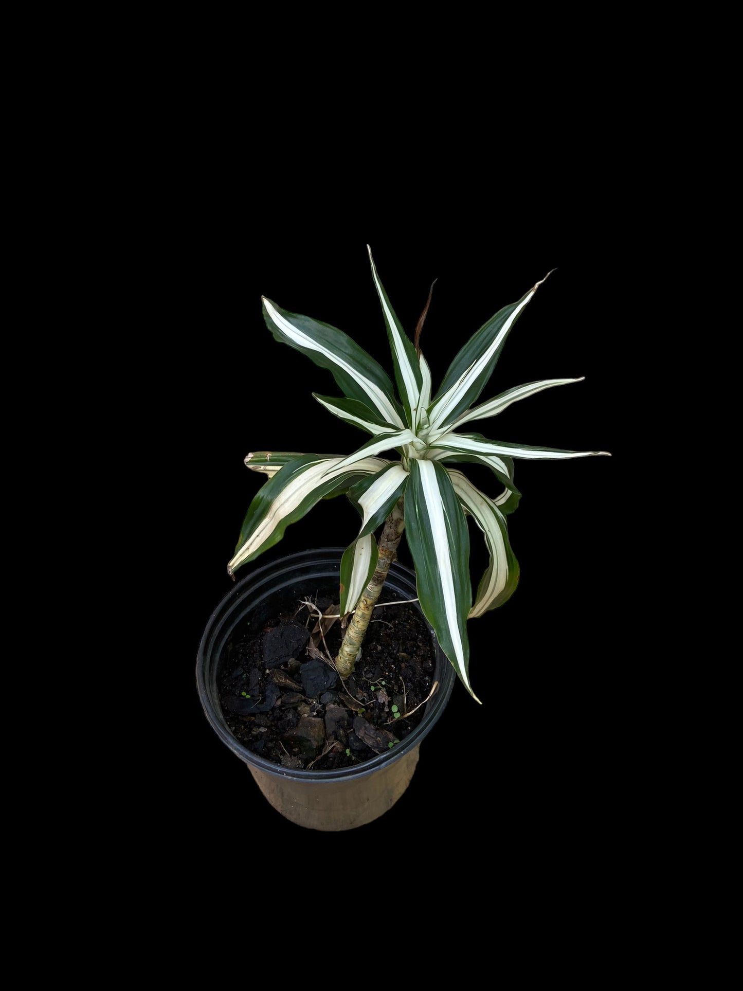 White jewel dracaena - Dracaena deremensis 'white jewel'