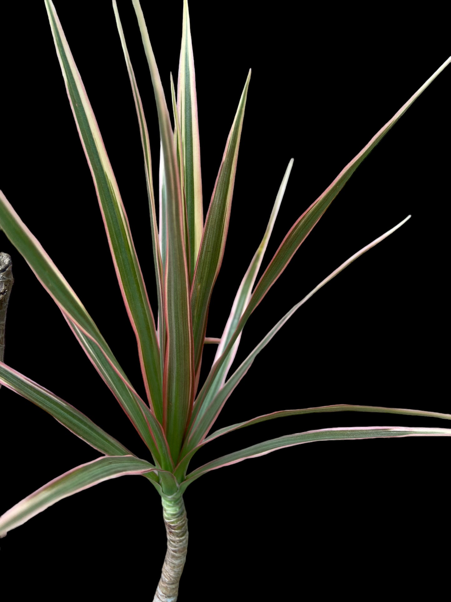 Dragon tree colorama - Dracaena Marginata