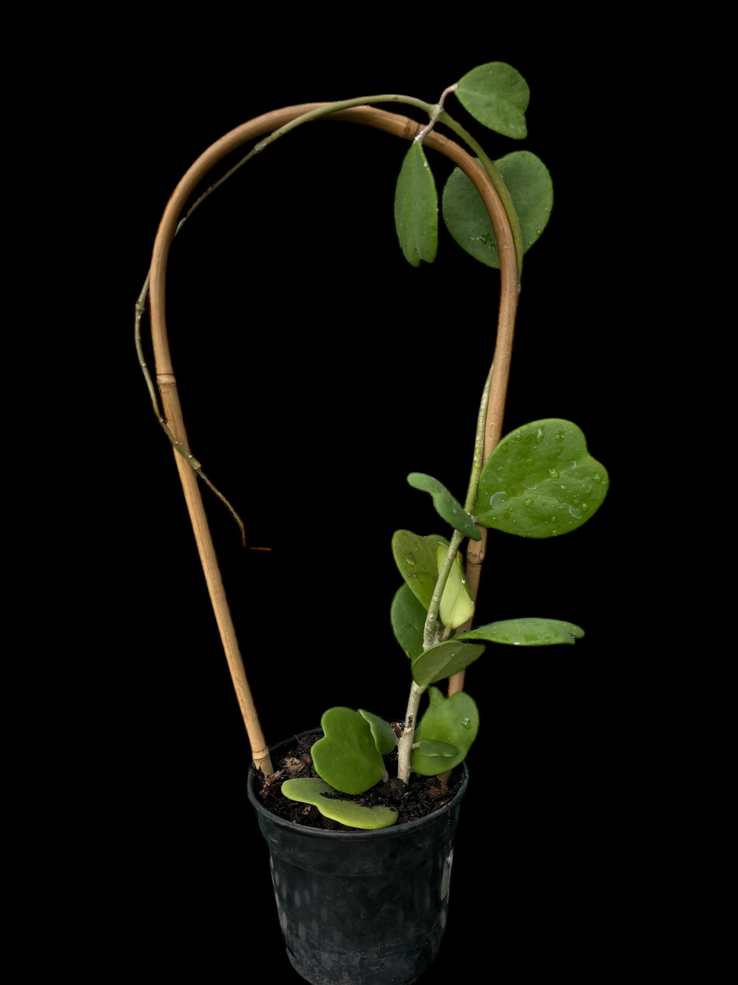Hoya kerrii on bamboo trellis