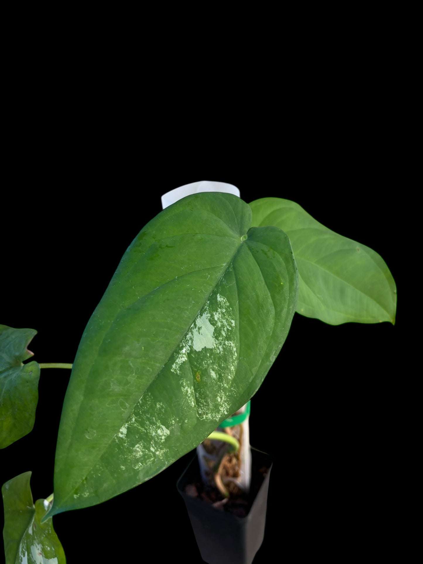 Syngonium chiapense variegata - Berta