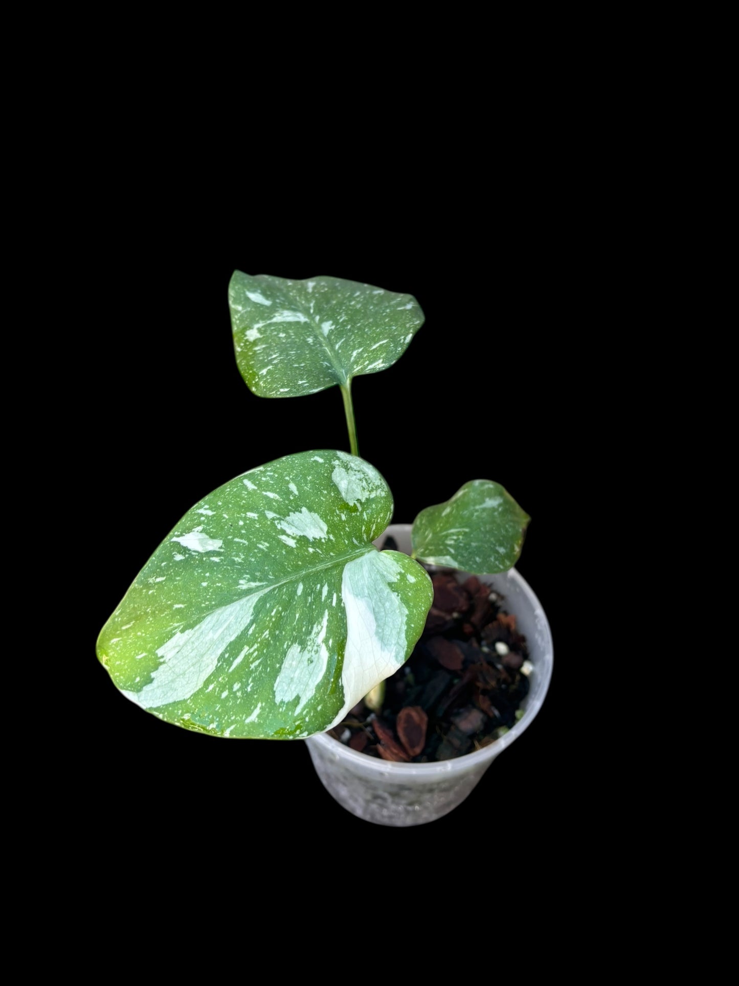 Monstera thai constellation