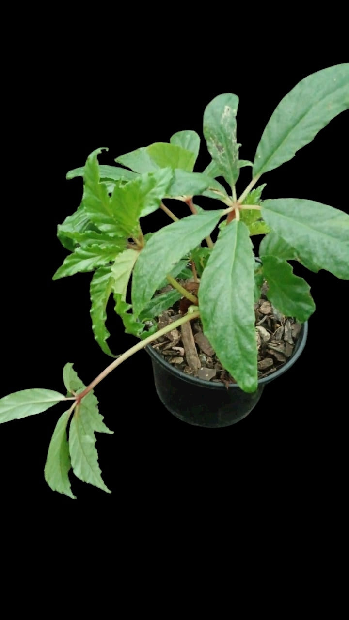 Begonia carolinefolia