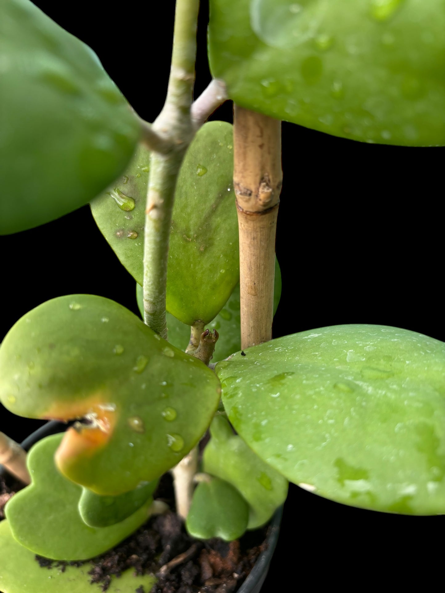 Hoya kerrii on bamboo trellis