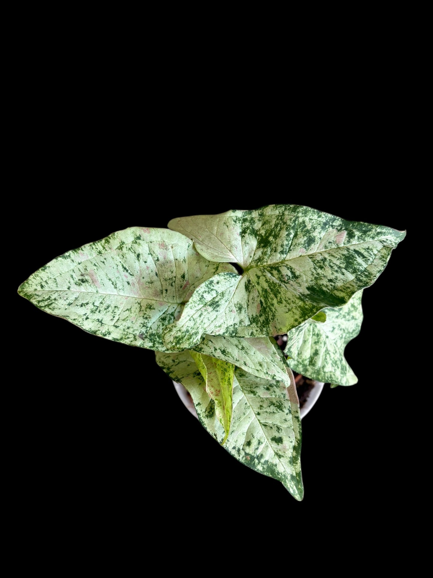Syngonium confetti tricolour mutation