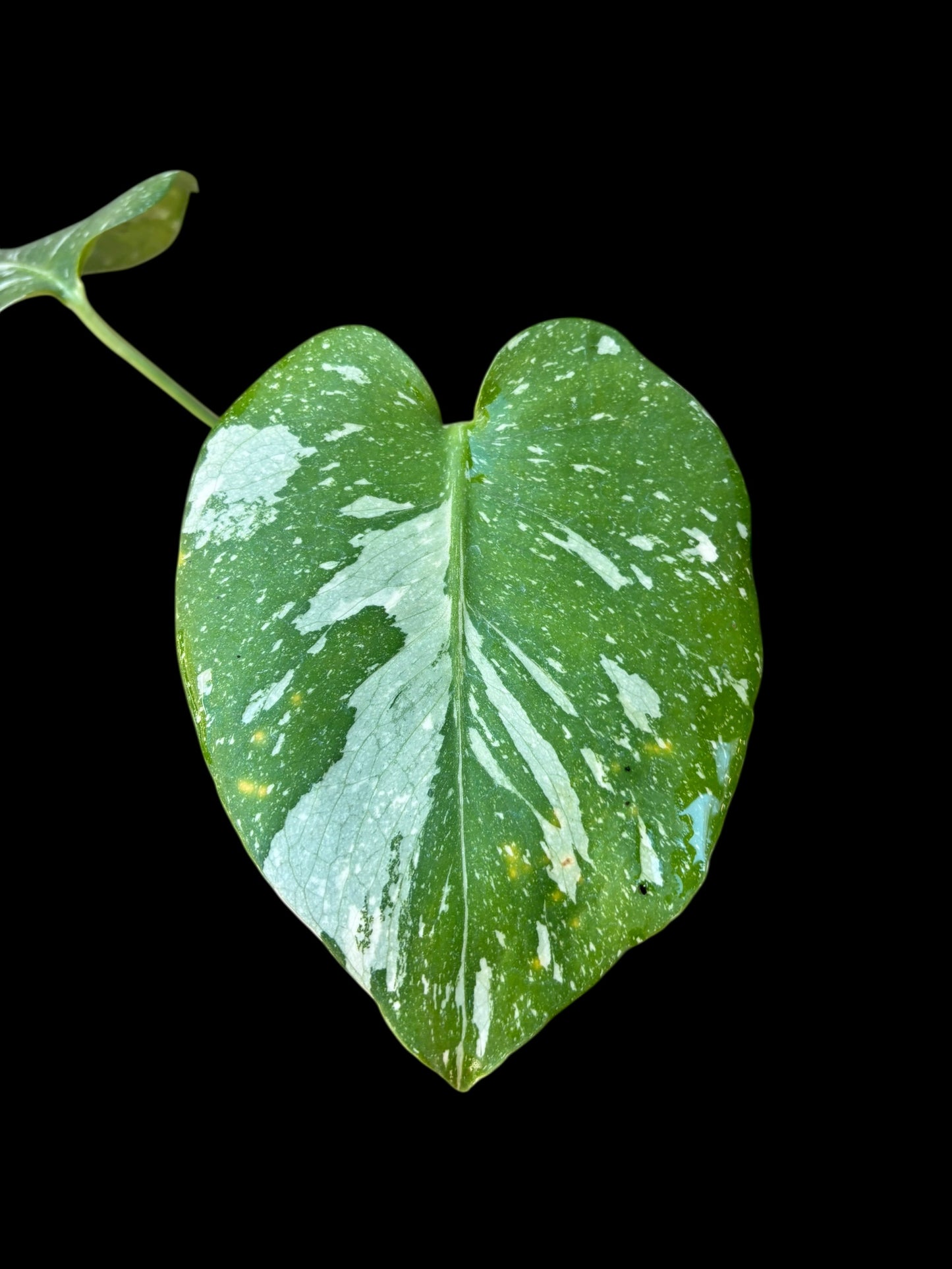 Monstera thai constellation