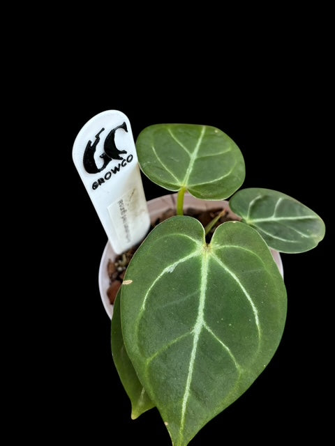 Anthurium red gunsal