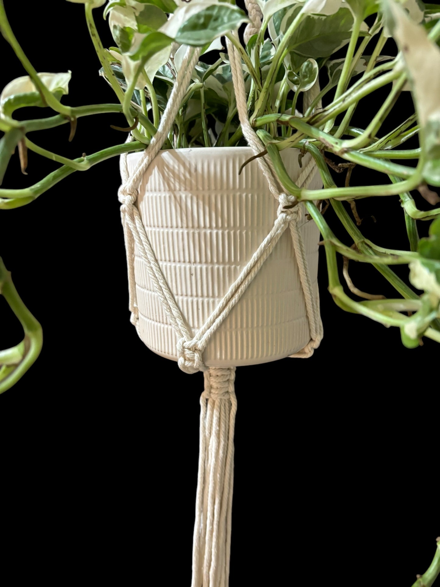 Stillknots - Ivory macramé plant hanger
